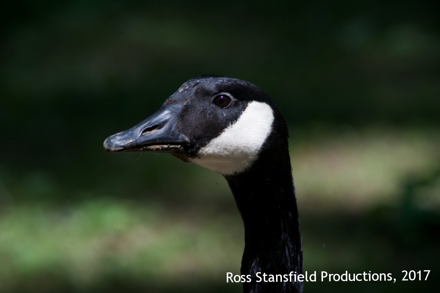 Swain's lock turtles geese91.jpg