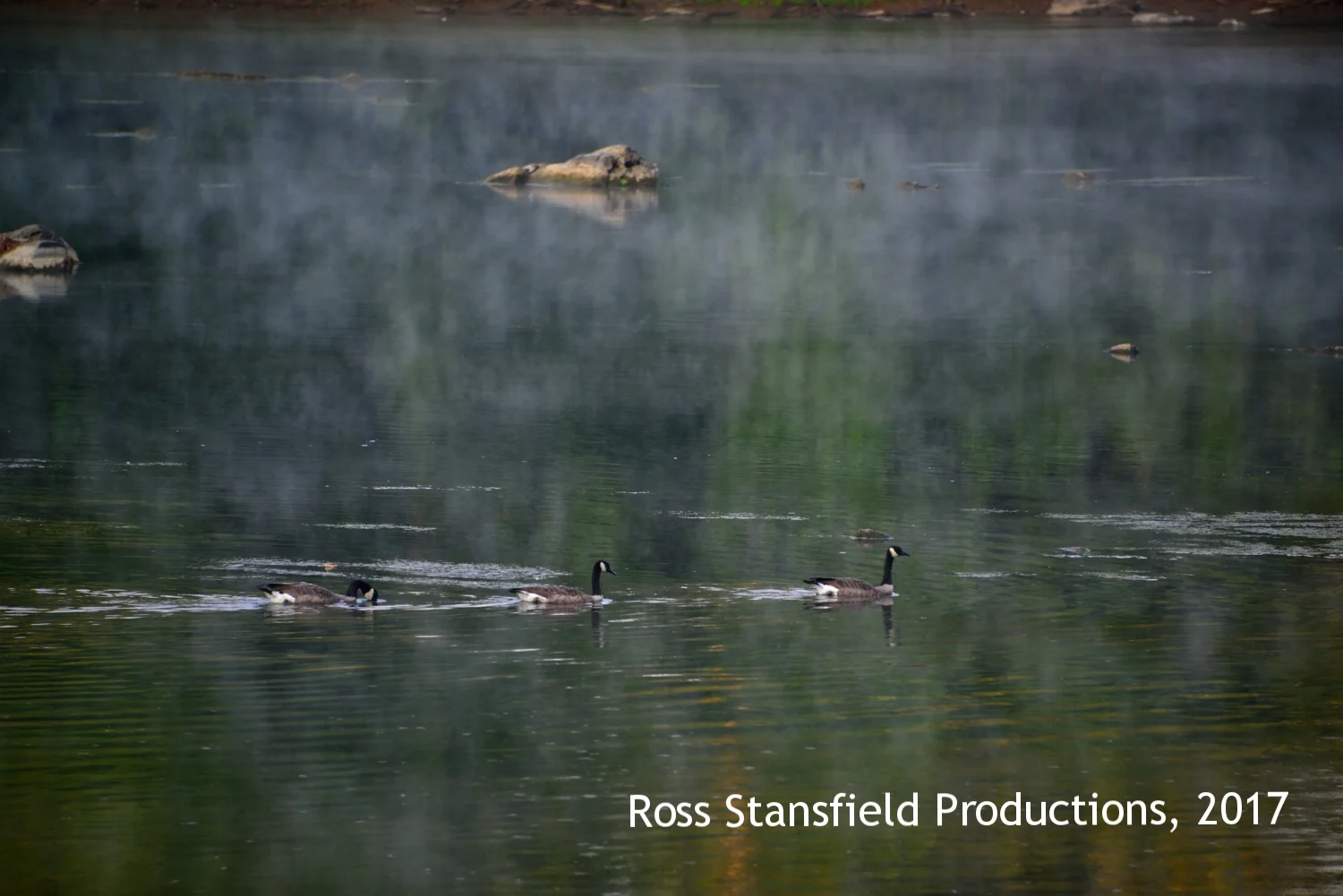 Geese heading upriver on the Potomac early fog