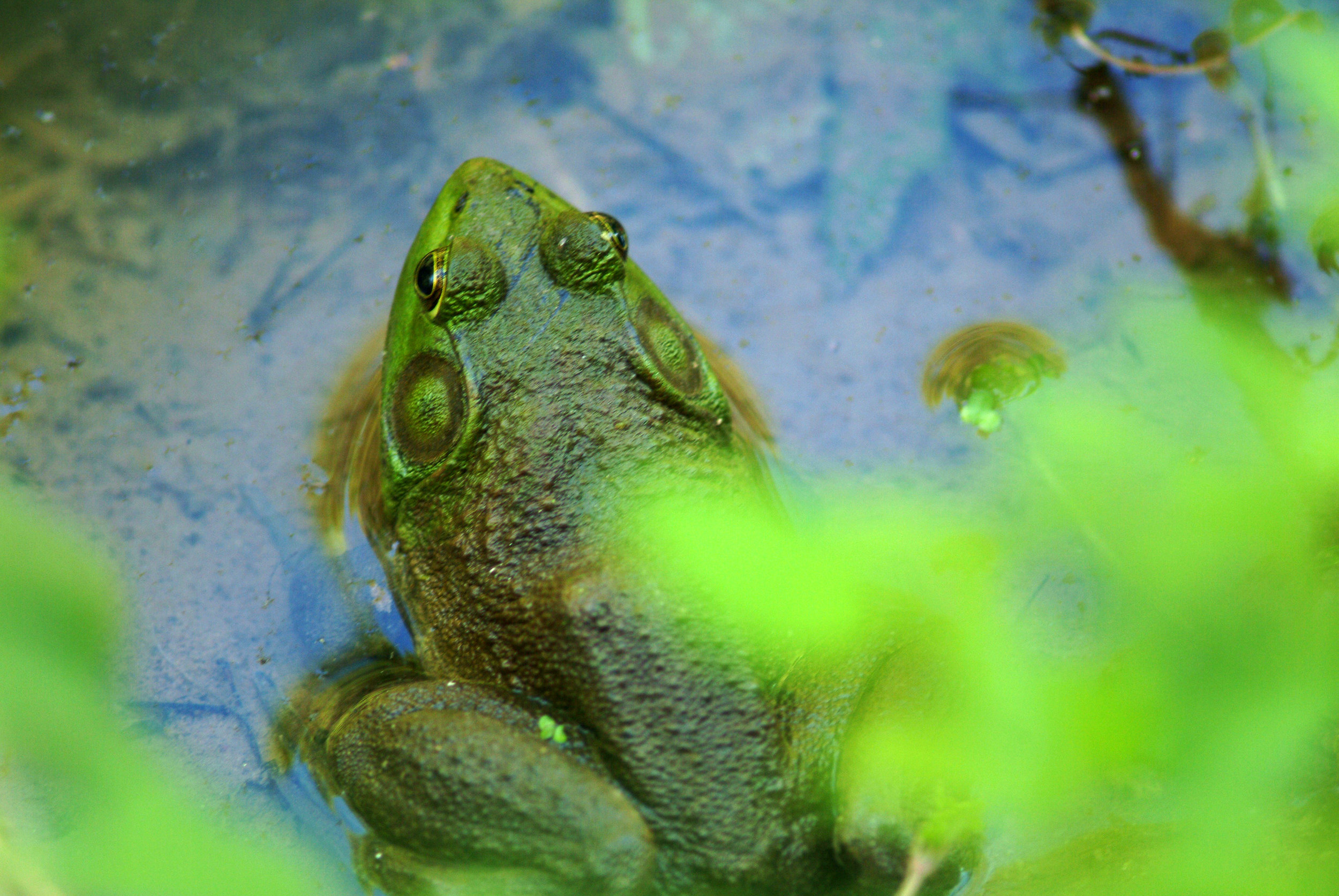 Bull Frog.jpg