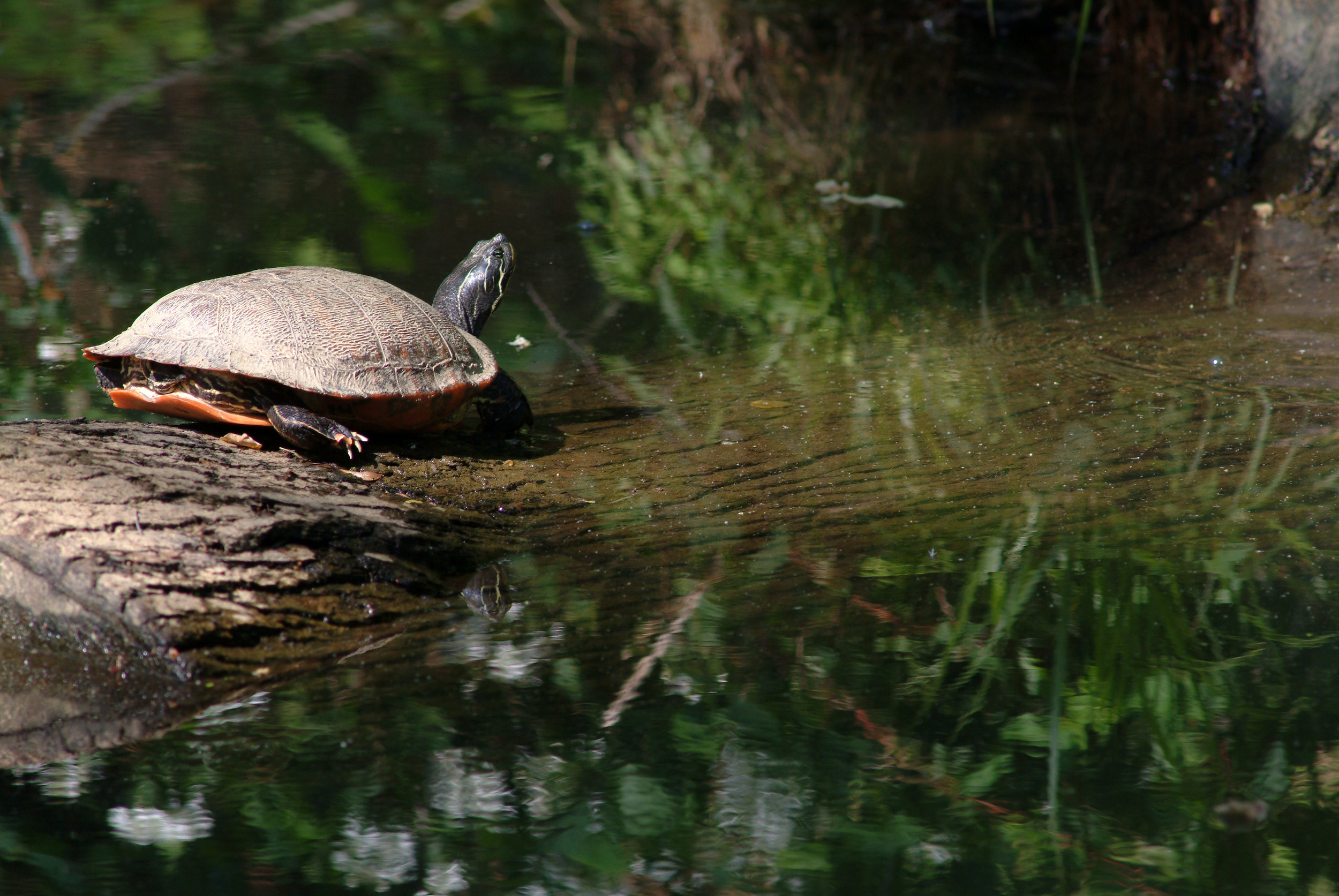 turtle on snall log.jpg