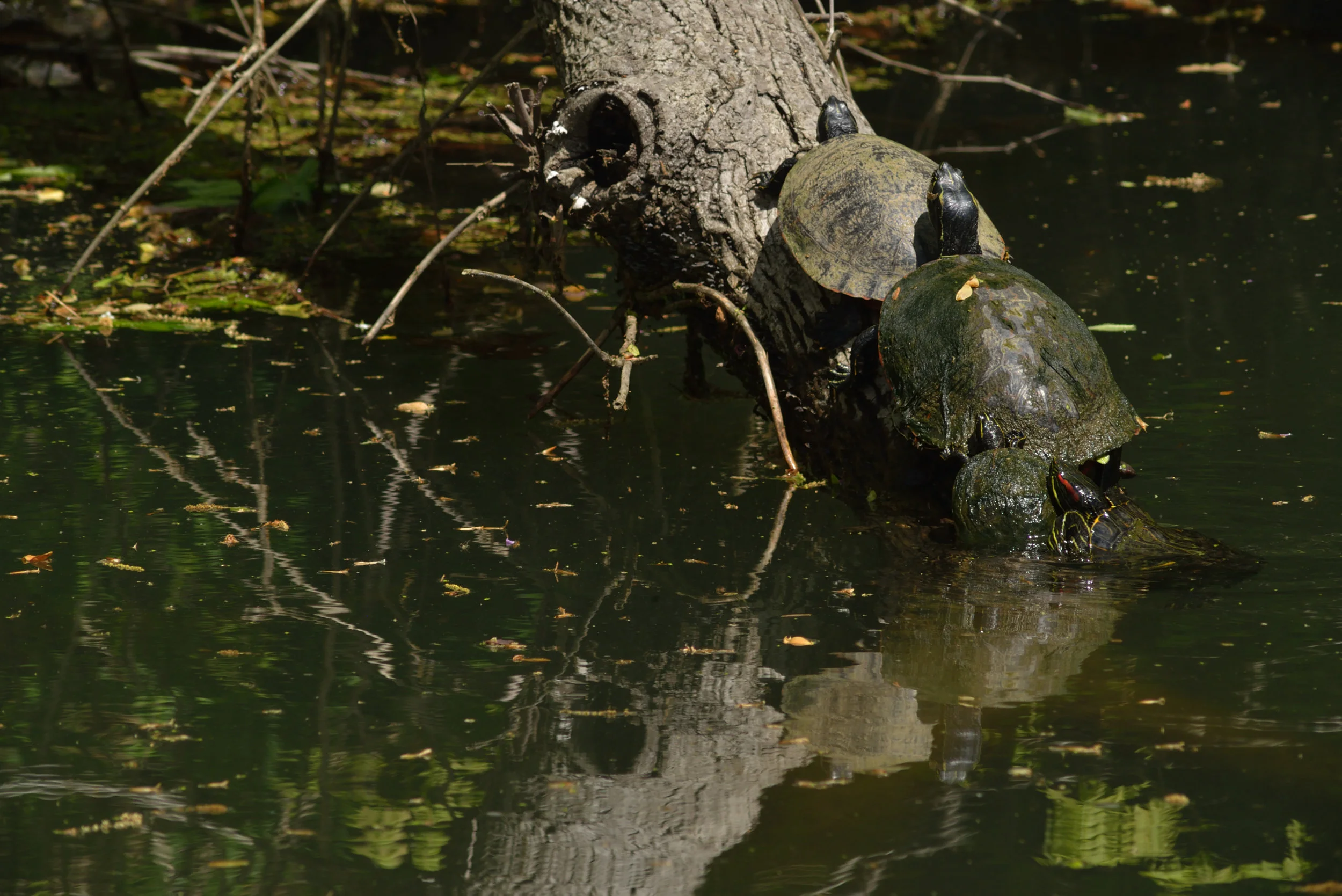 DSC_7675_5738.JPG