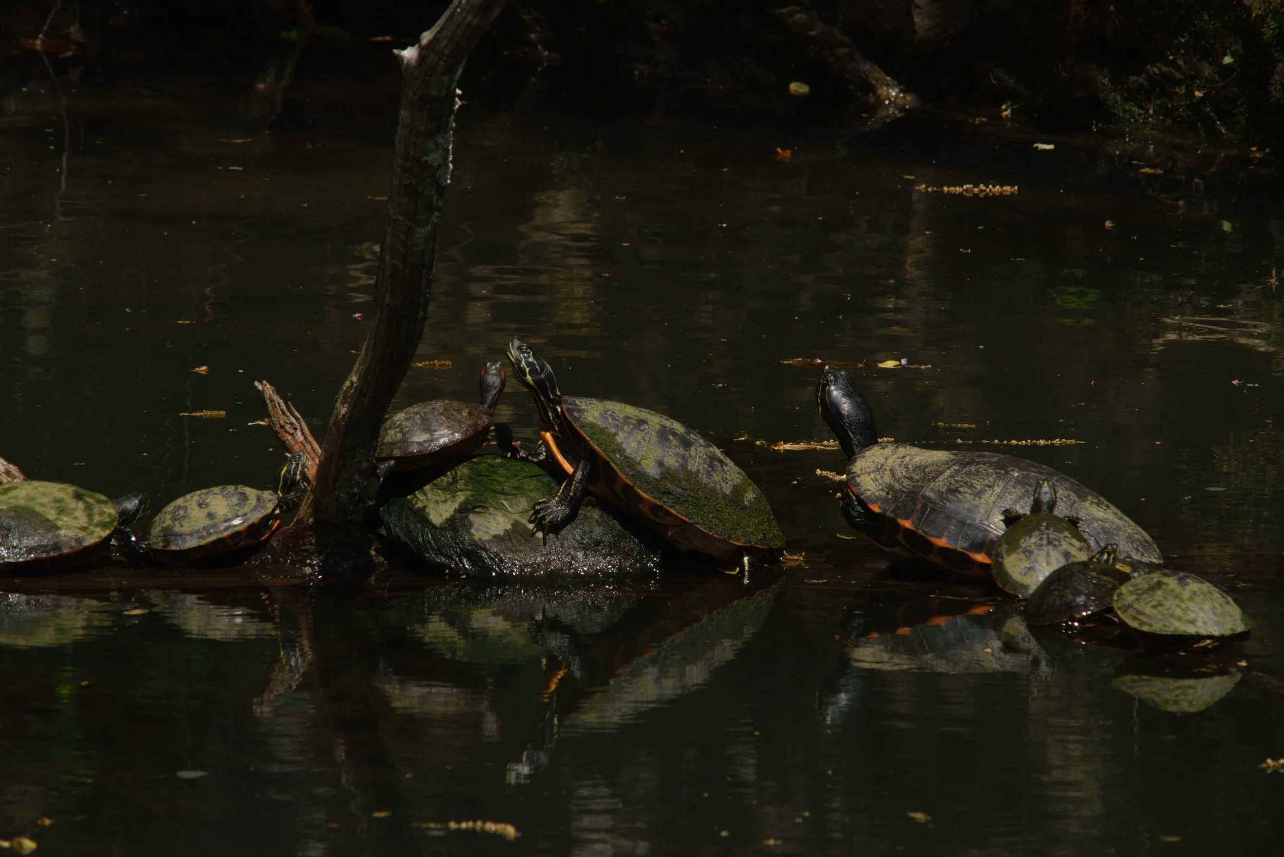 DSC_7744_5807.JPG