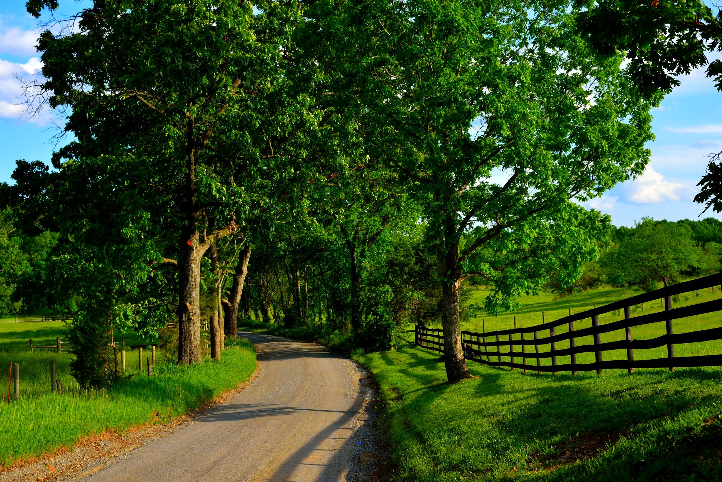 Road curve trees fence Hogroast 2014.jpg