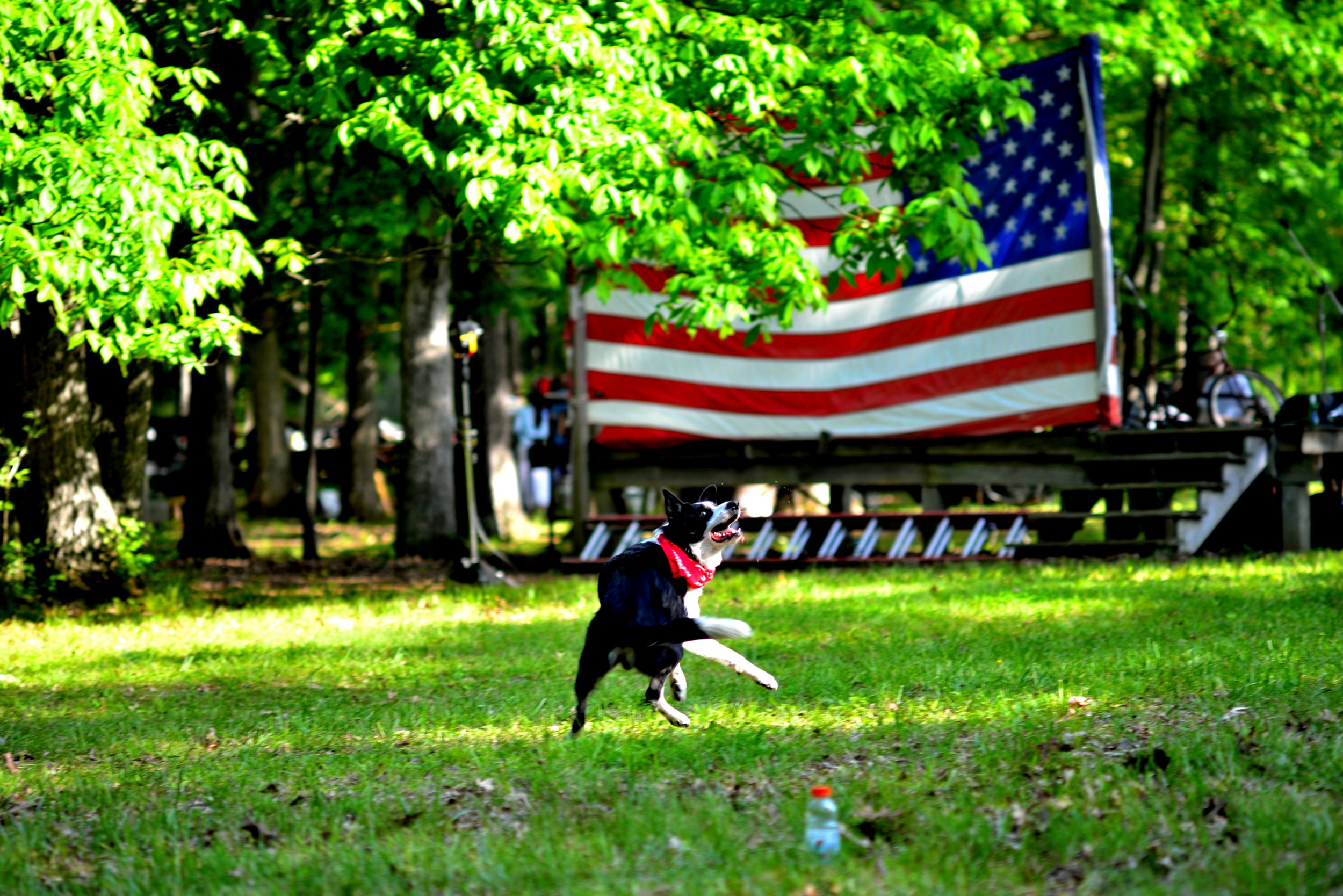 Dog twist flag Hogroast 2014.jpg