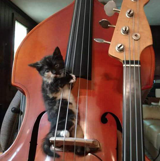 Cat on bass.png