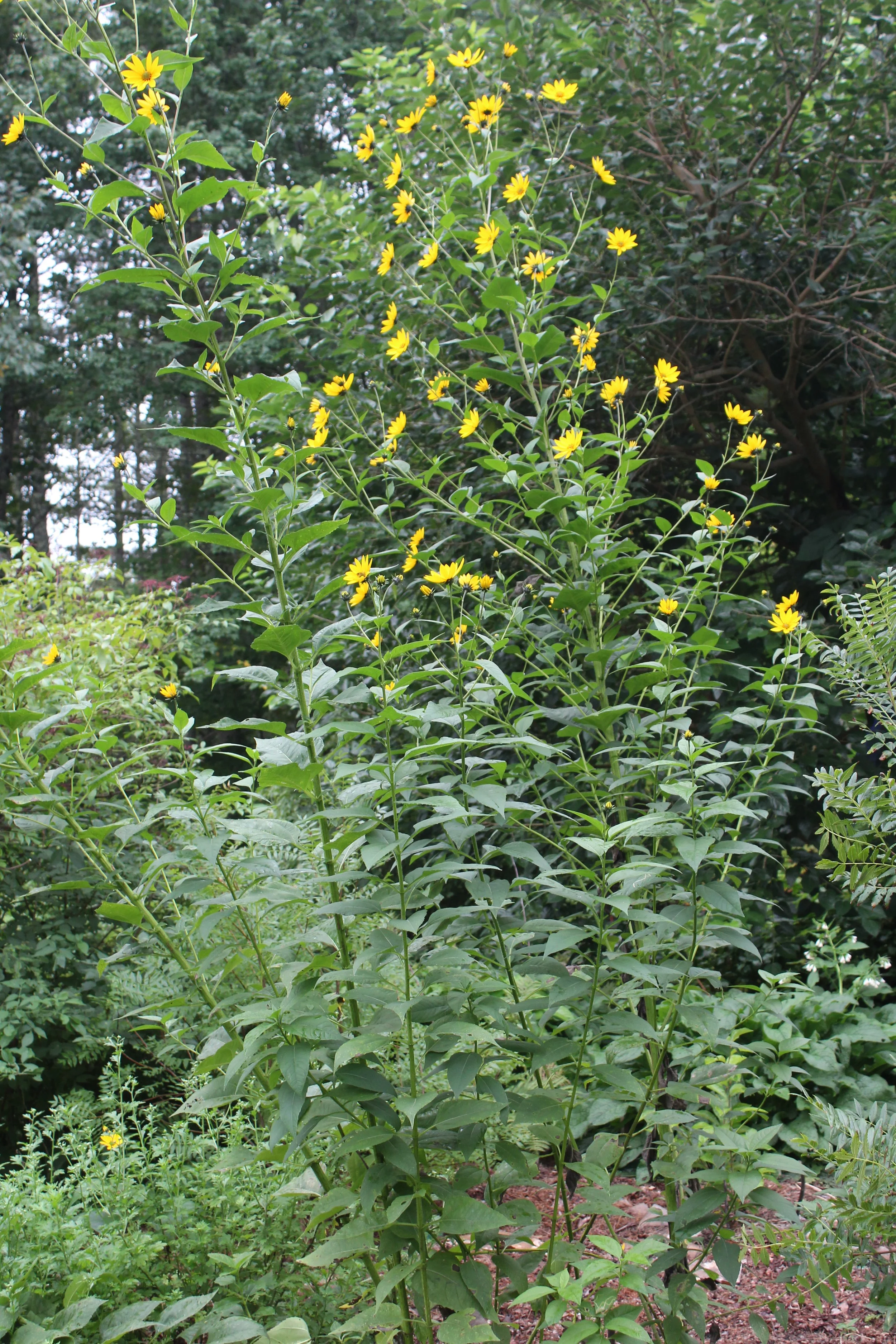 Helianthus strumosus chinese  (3).JPG