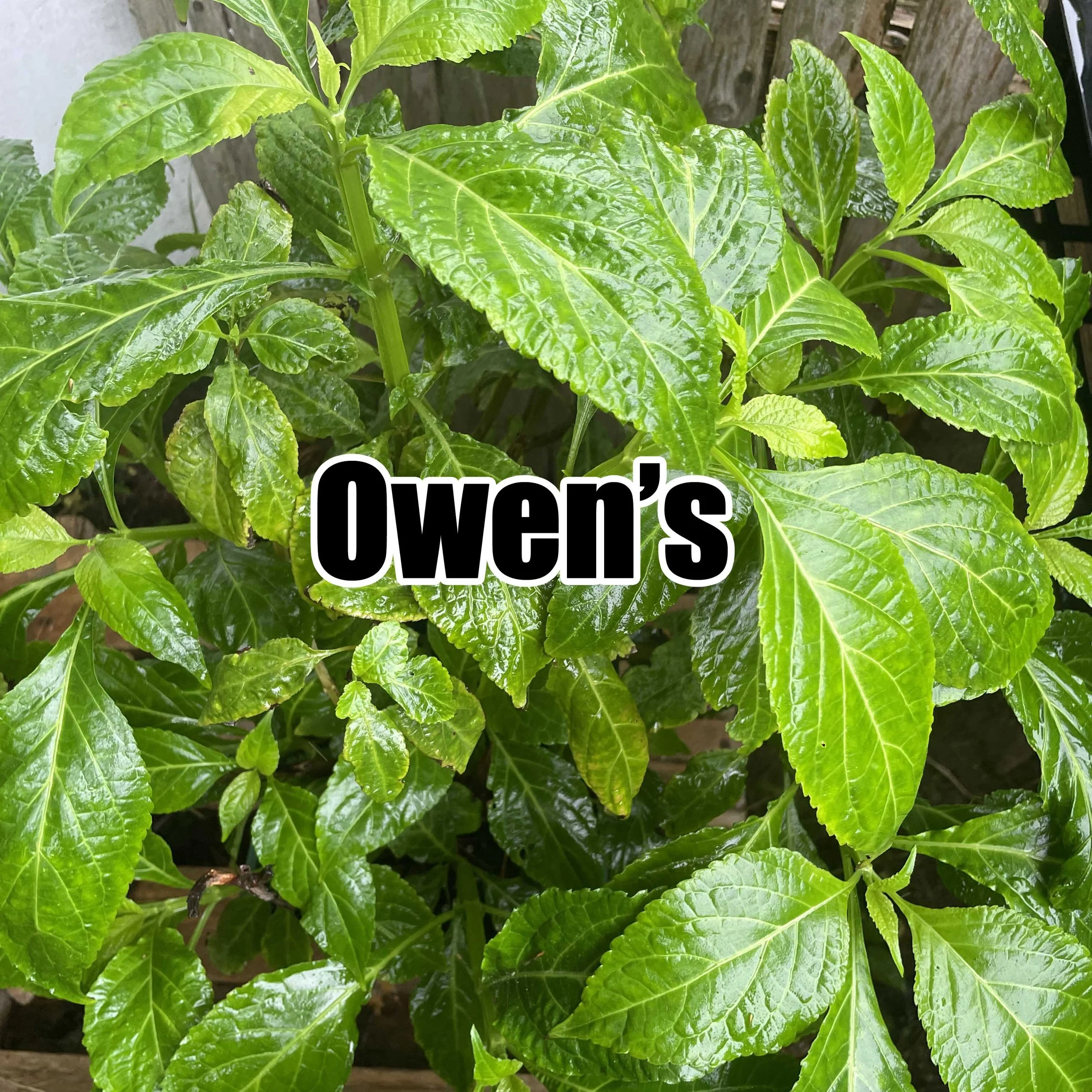 owens copy.jpg