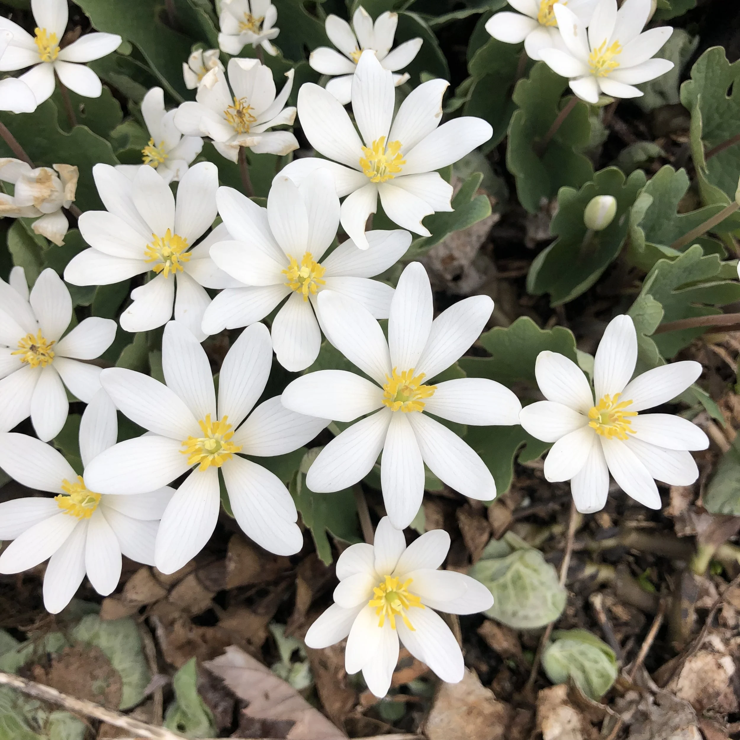 Sanguinaria canadensis (1).JPG