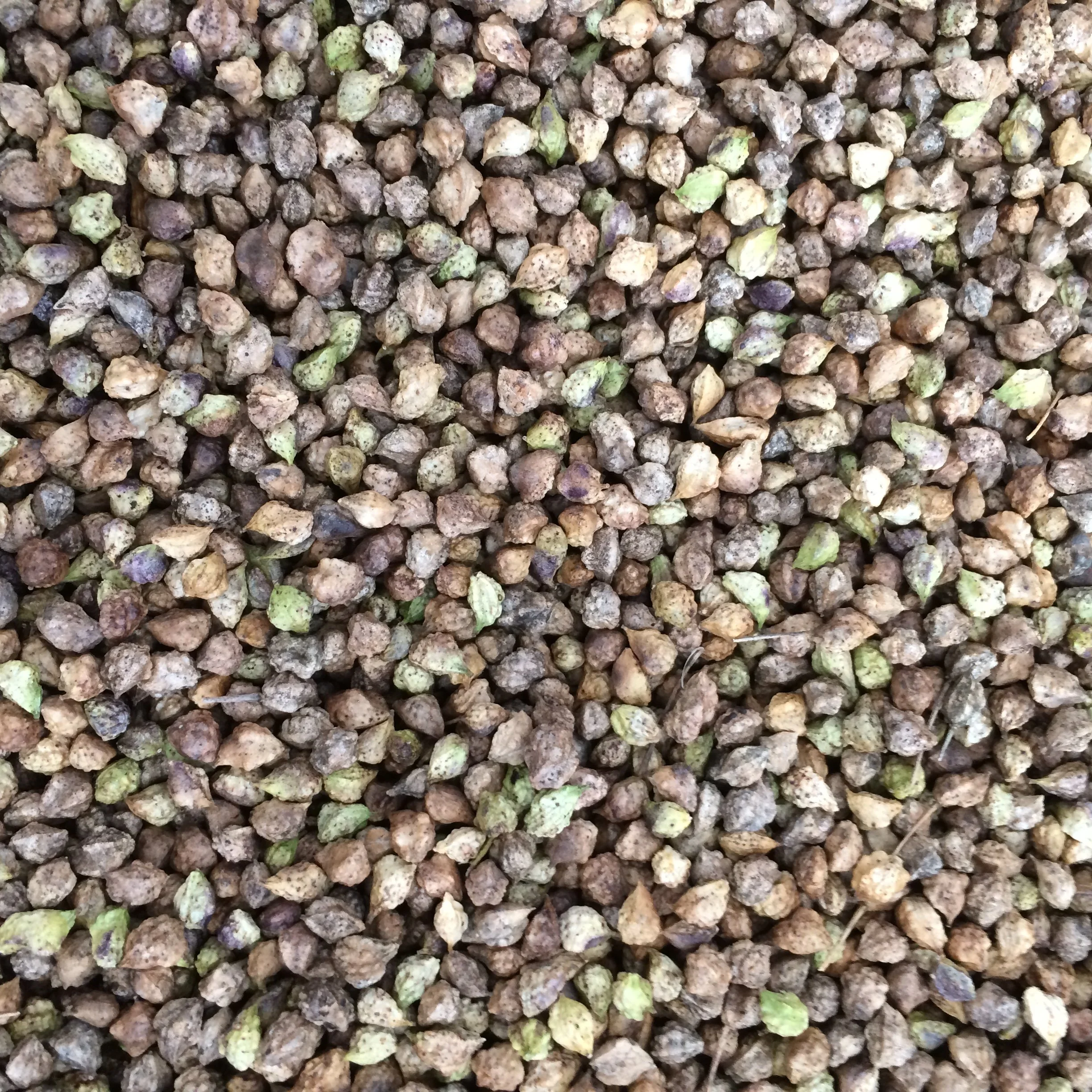 bunias orientalis seed.JPG