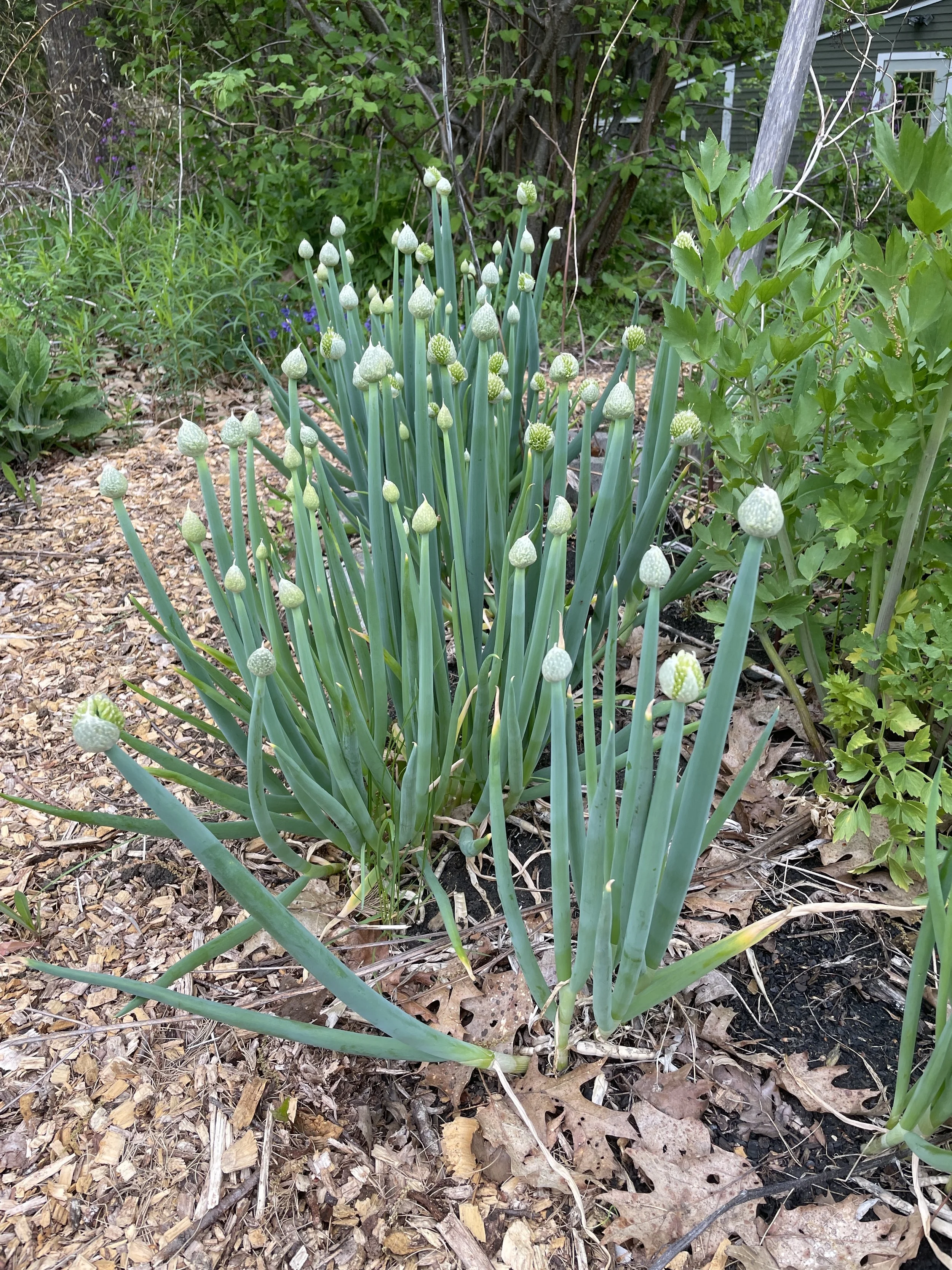 Allium fistulosum nebuka.JPG