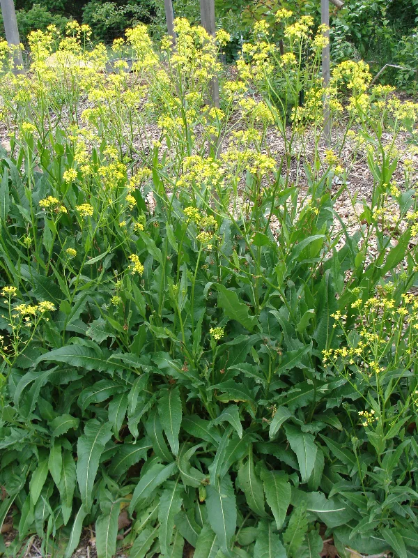 3d1 turkish rocket.JPG