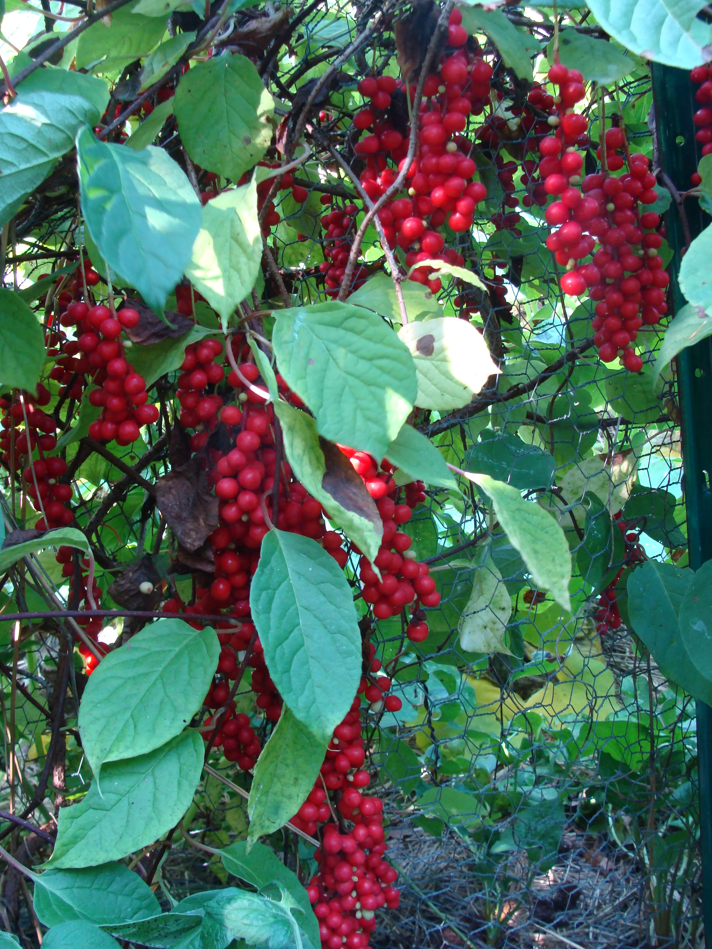5b Schisandra.JPG