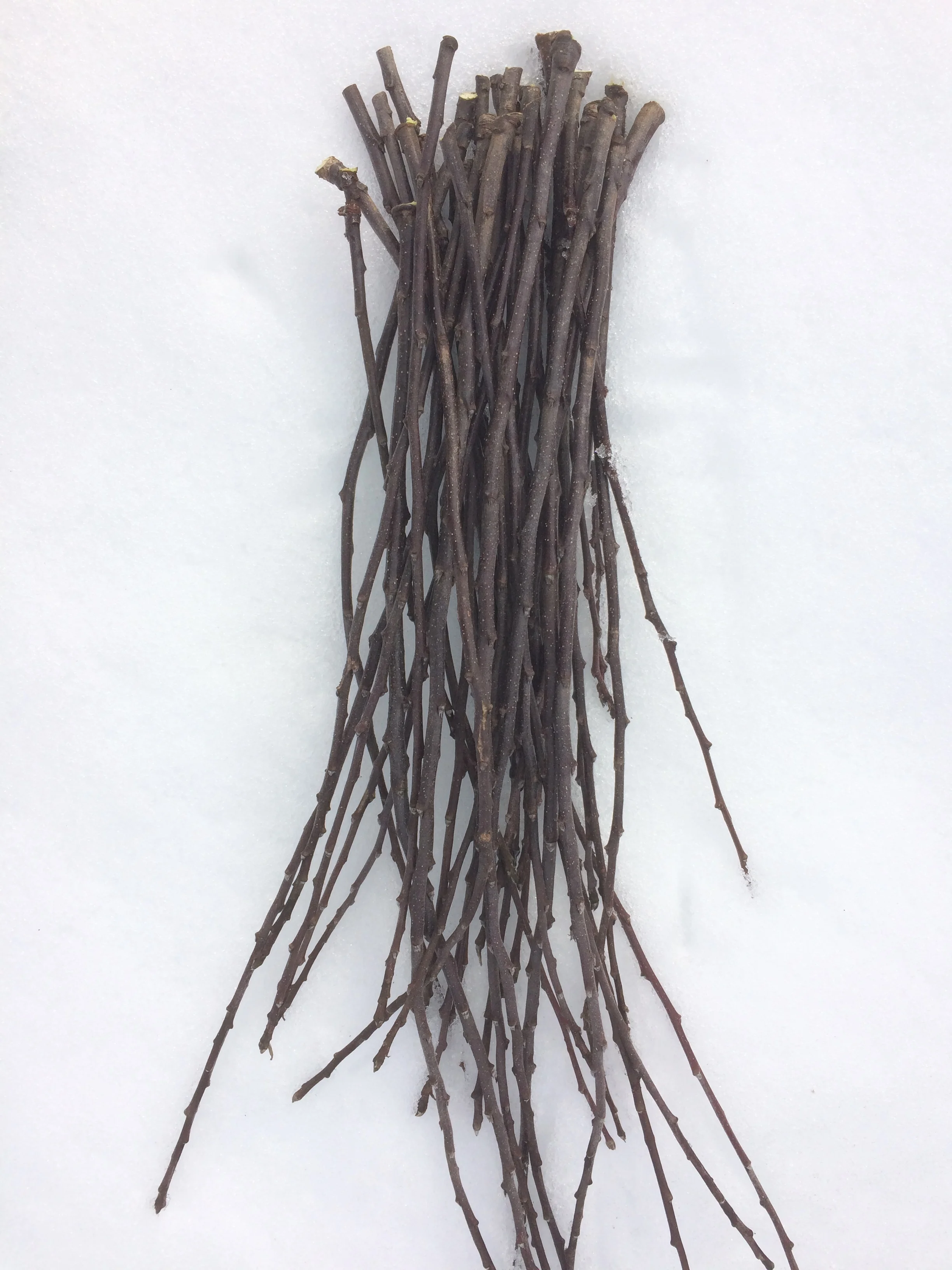 Edgewood Nursery Online Shop — Edgewood Nursery