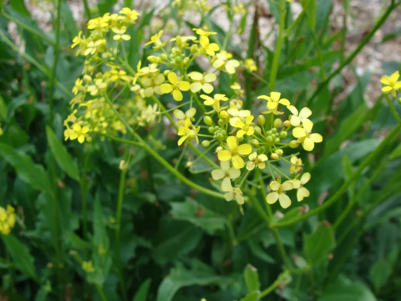 3d2 turkish rocket.JPG