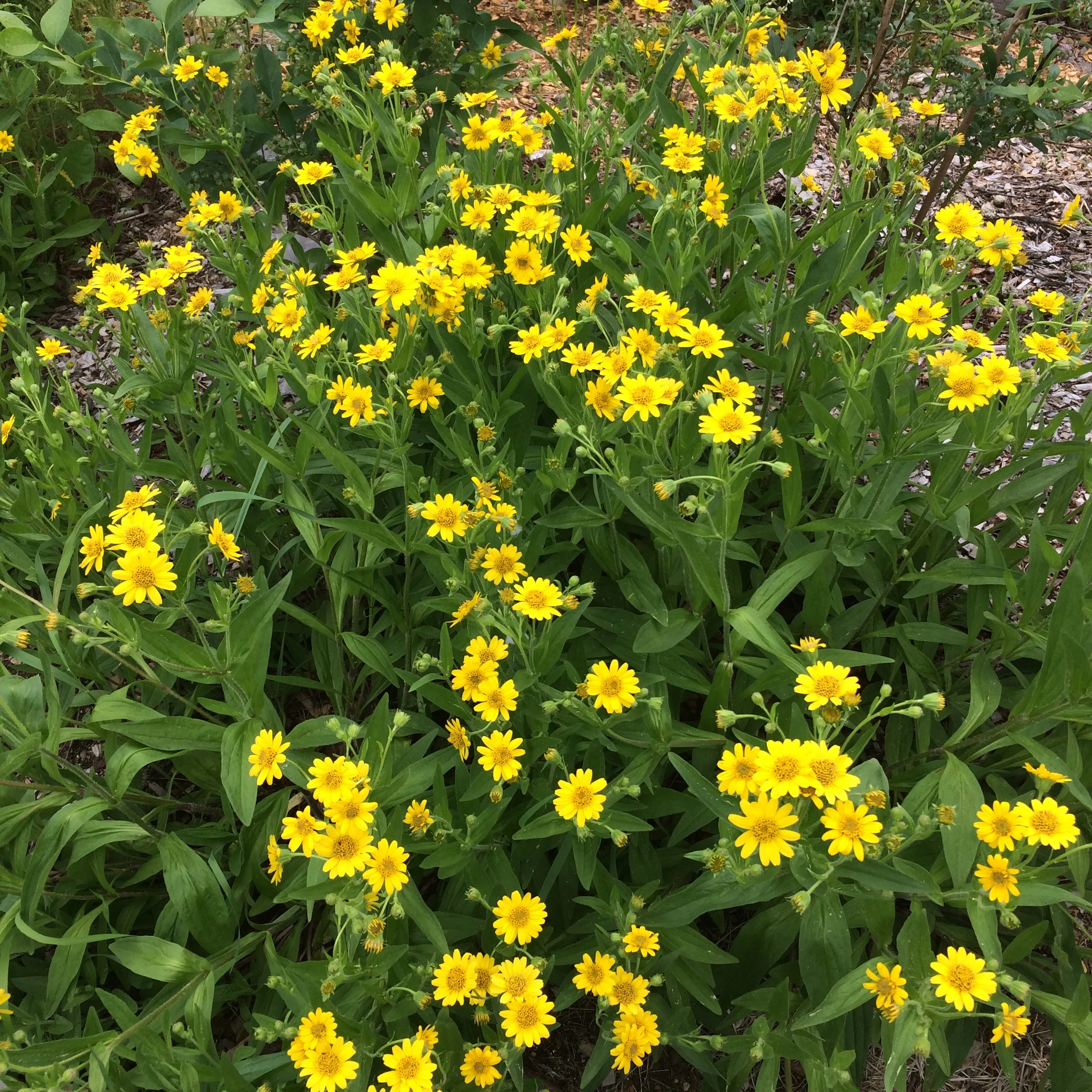 aarons phone 2017 dump 1203.JPG