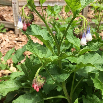 dwarf comfrey.jpg