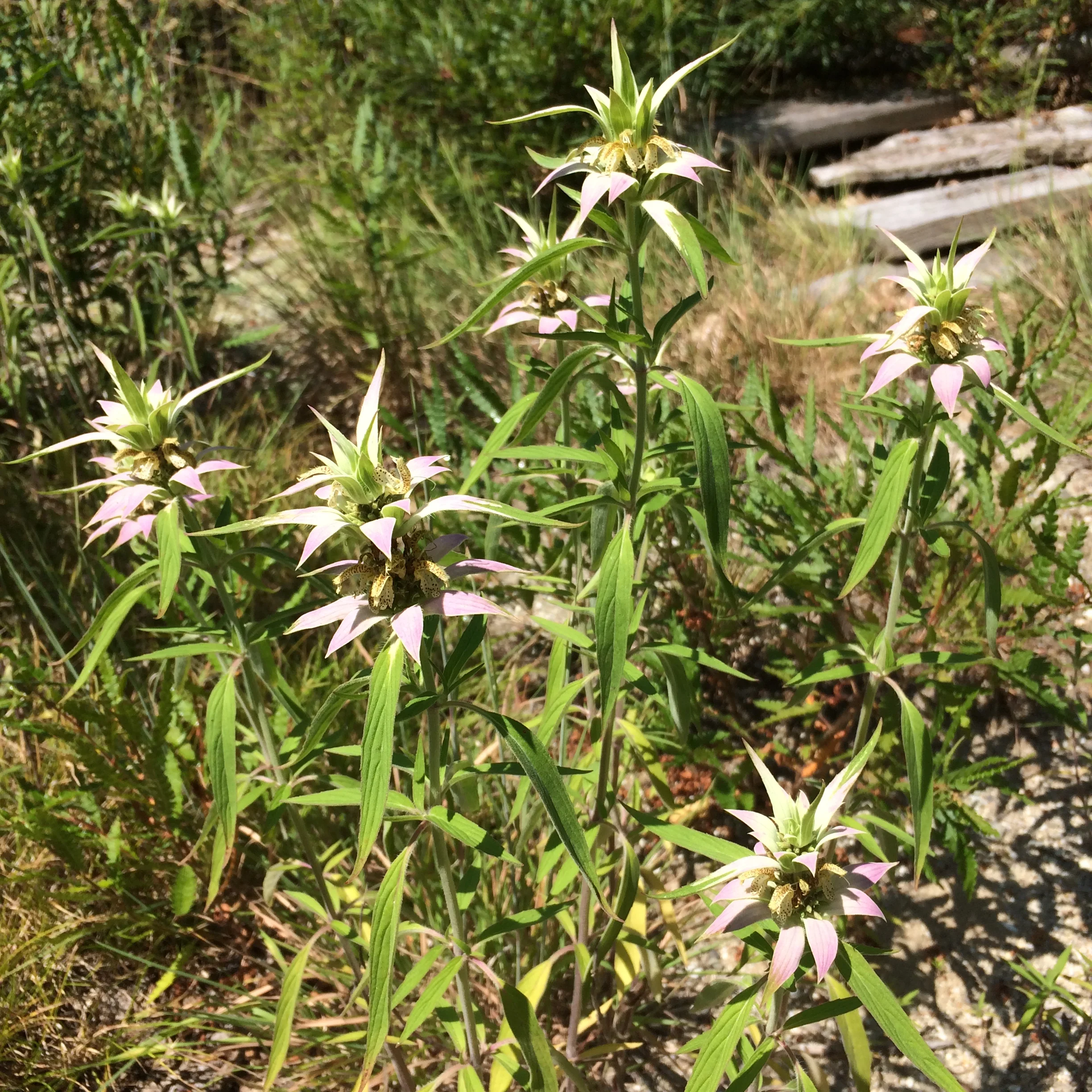 aarons phone 2017 dump 1527.JPG