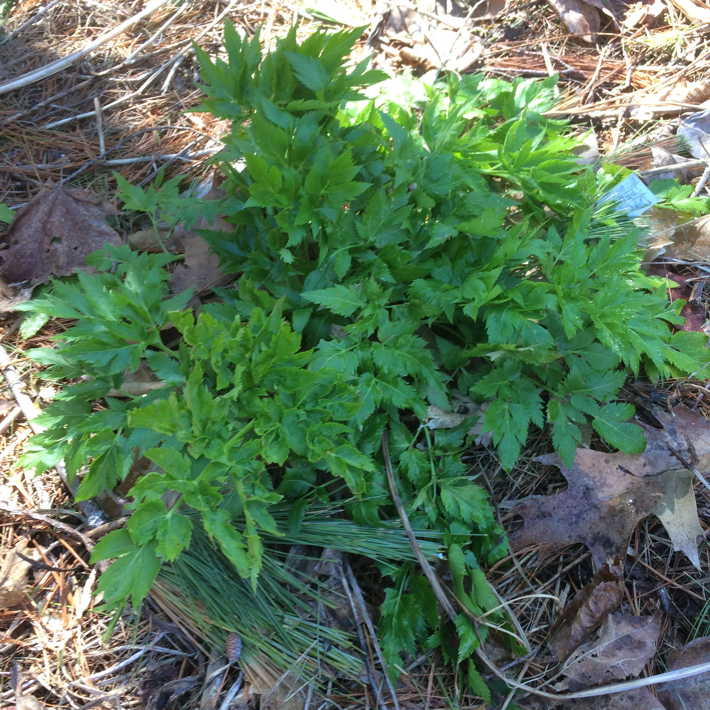 aarons phone 2017 dump 791.JPG