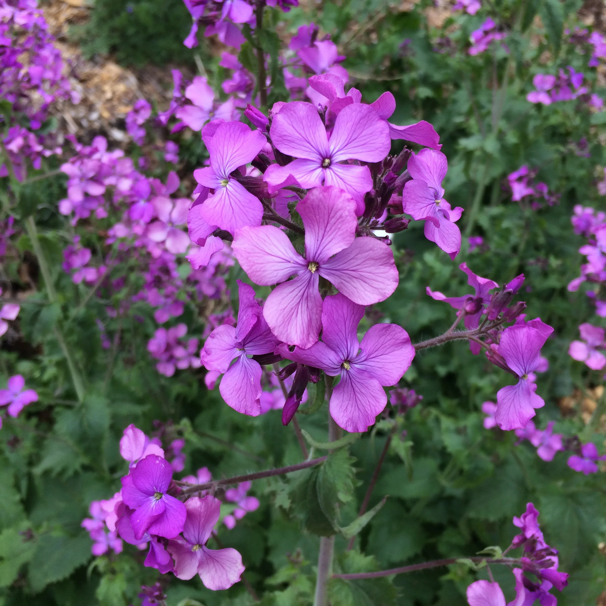 aarons phone june 2018 595.JPG