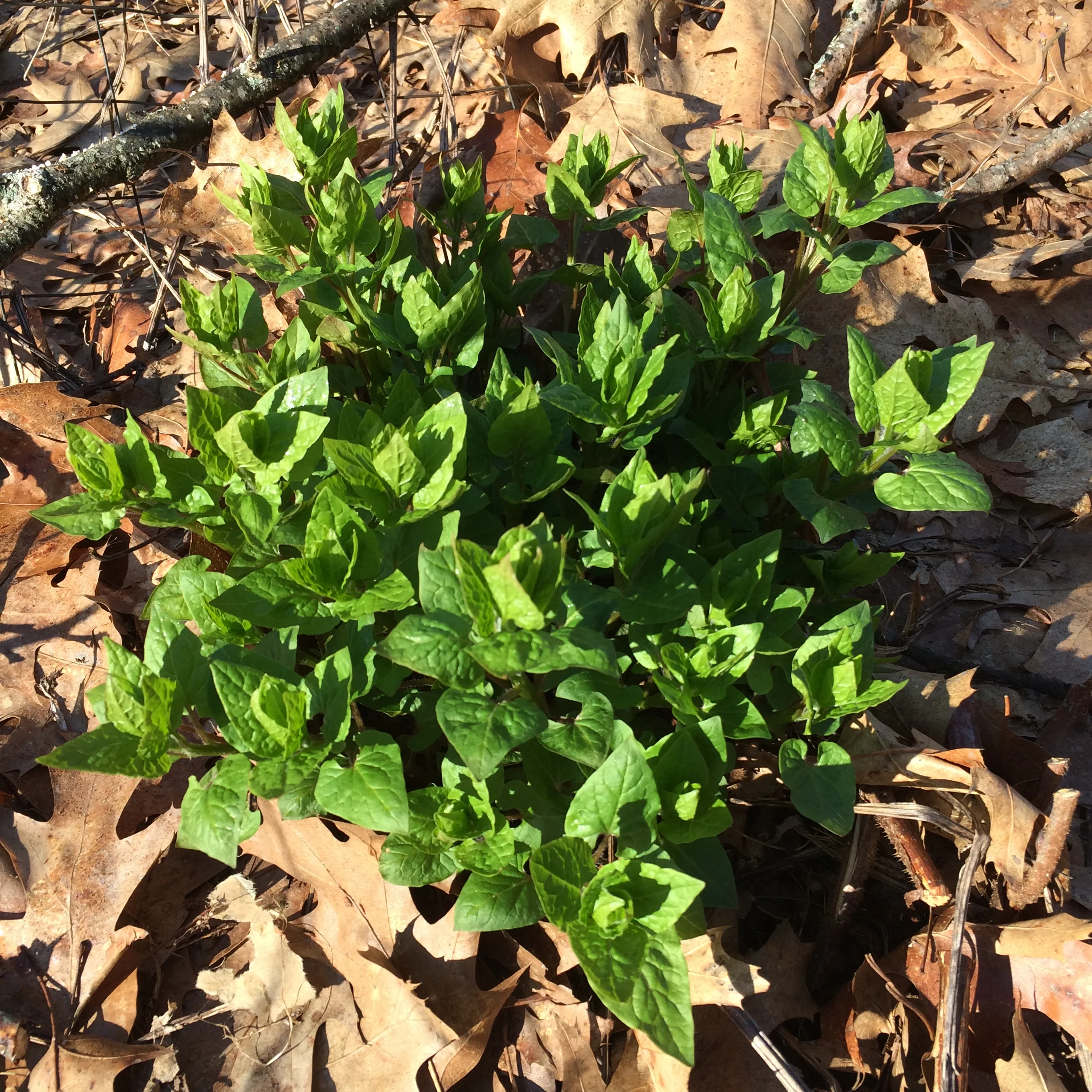 aarons phone 2017 dump 785.JPG