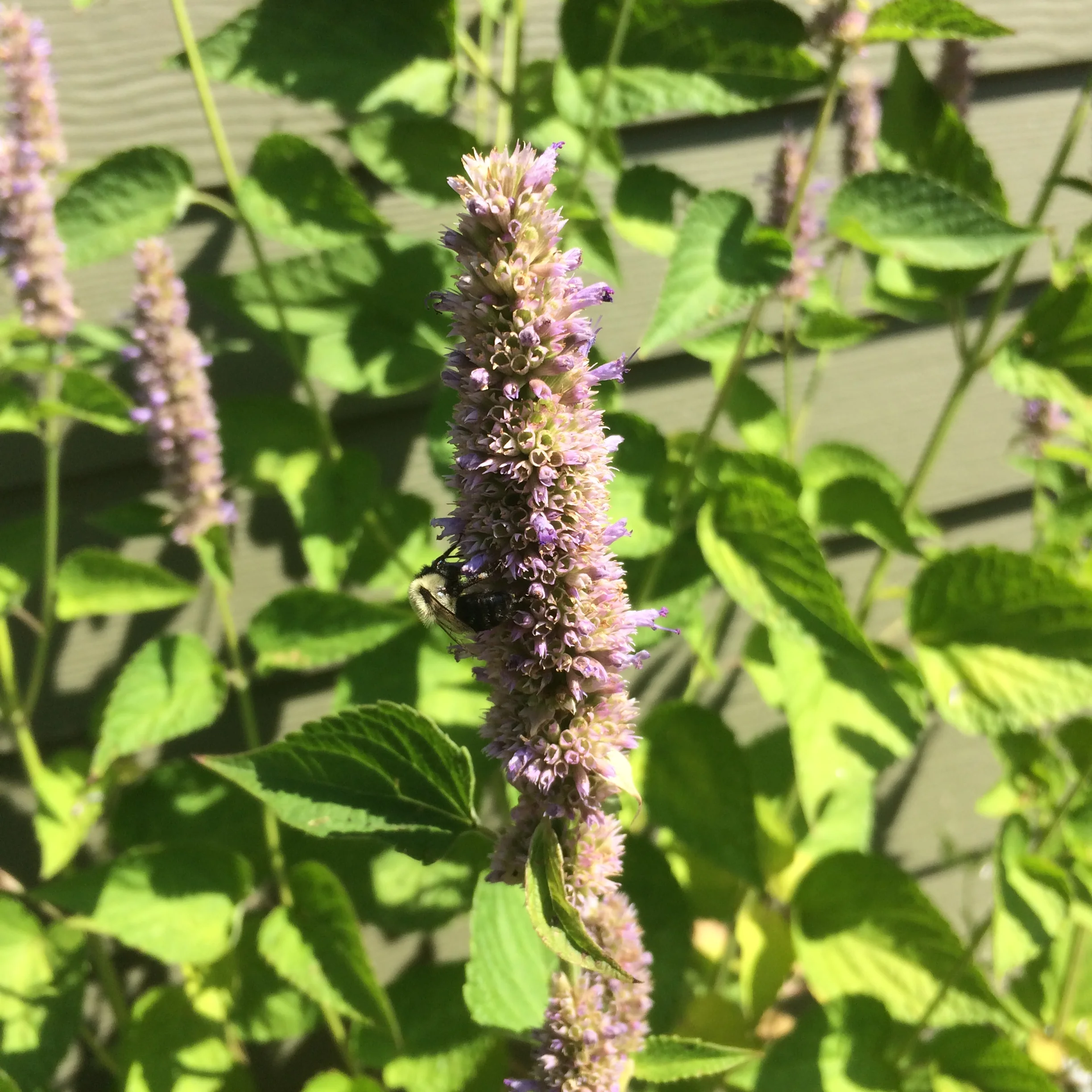 agastache foeniculum (1).JPG