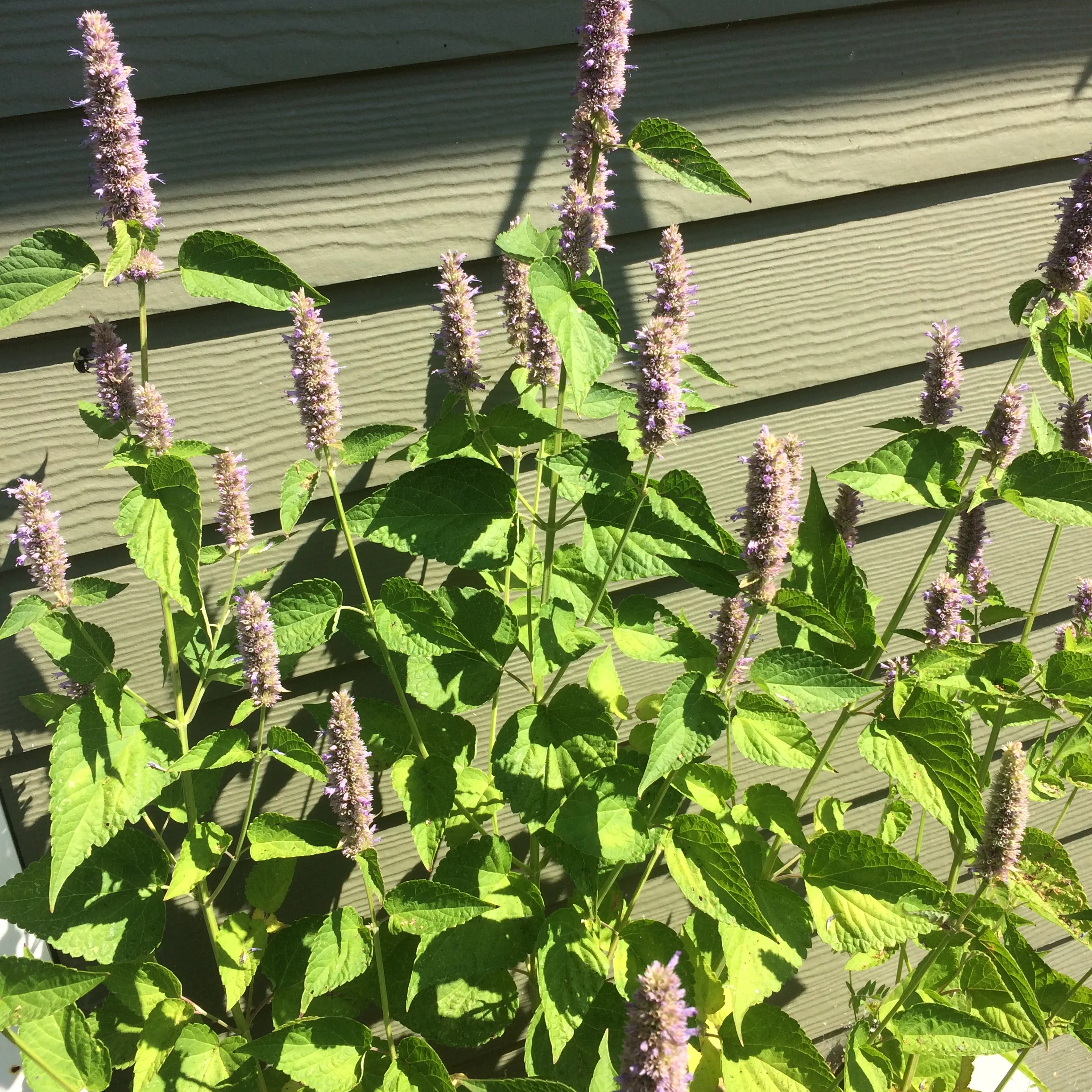 agastache foeniculum (4).JPG