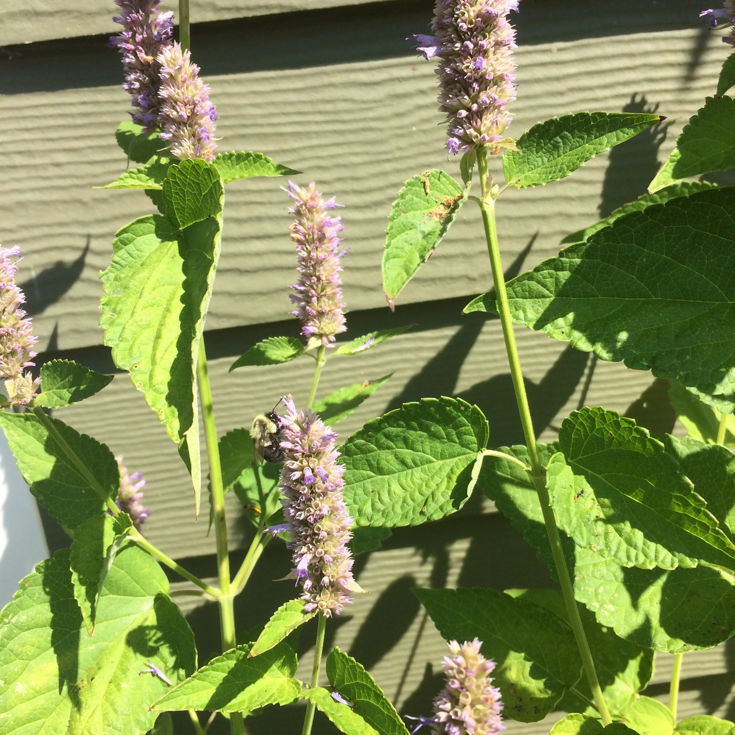 agastache foeniculum (2).JPG