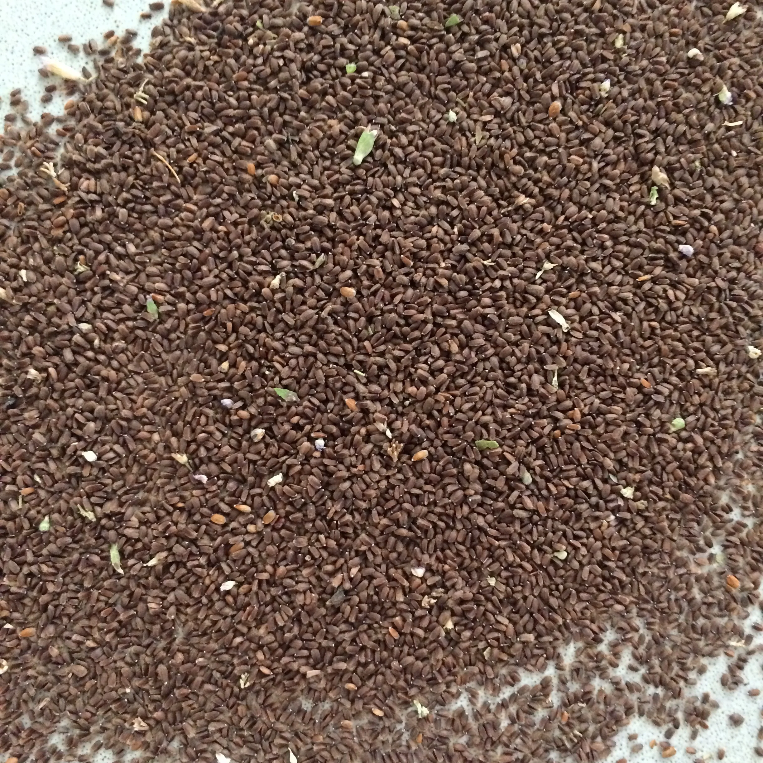 agastache poeniculum seed (2).JPG