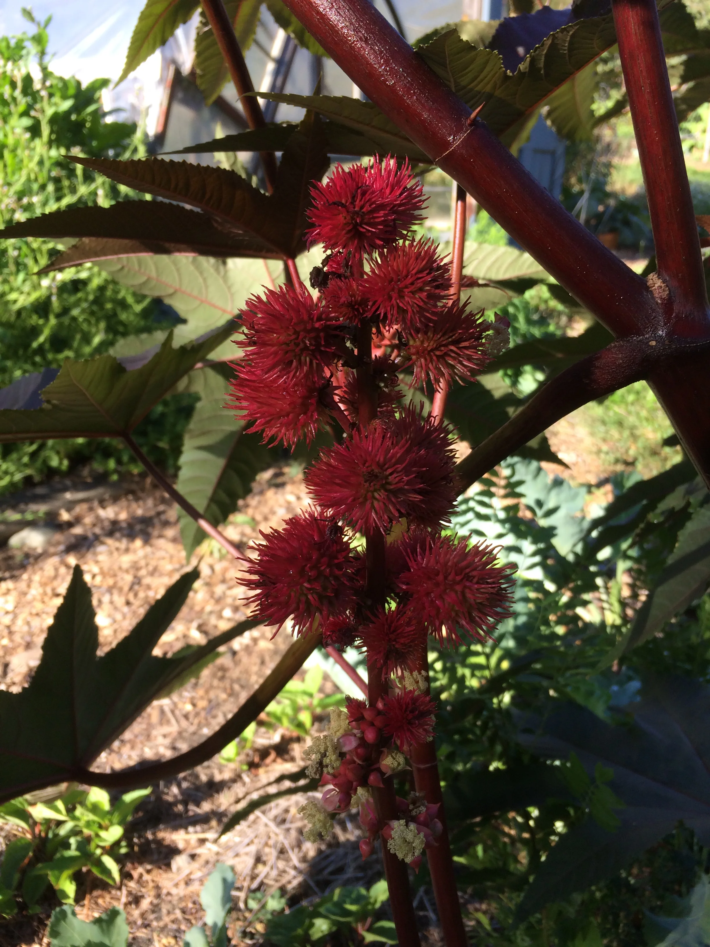 ricinus communis.JPG