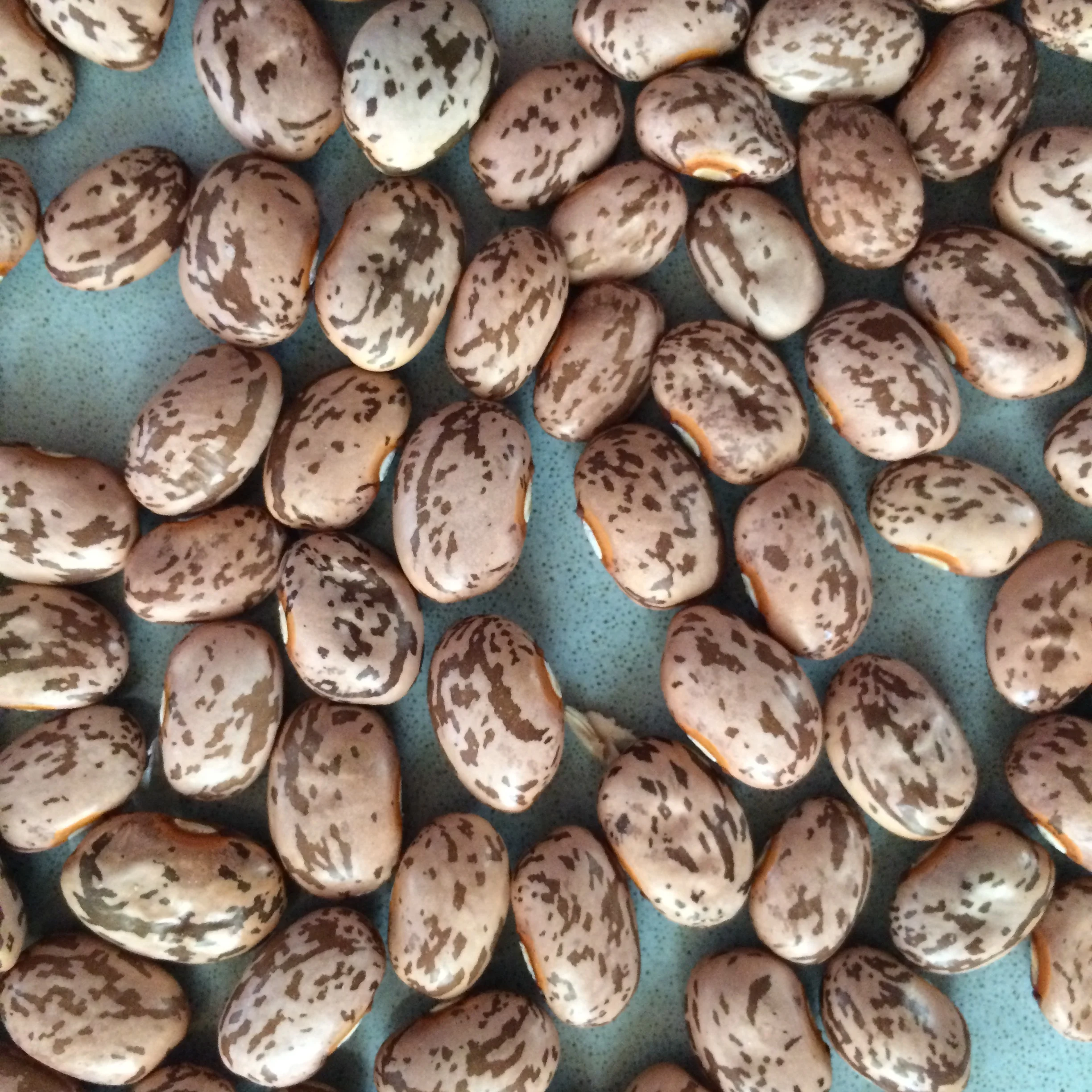 phaseolus vulgaris agate pinto seed.JPG