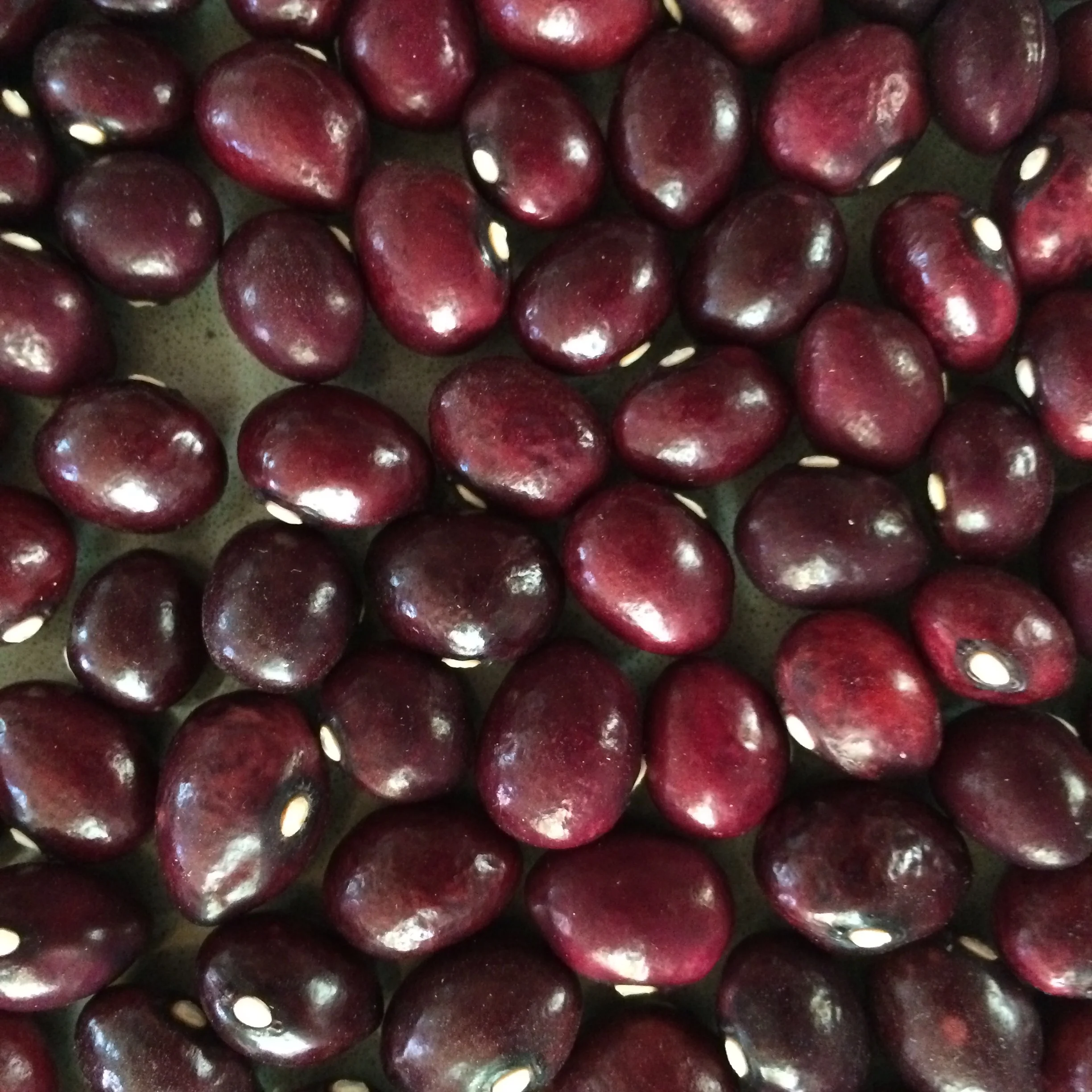 phaseolus vulgaris true cranberry seed (2).JPG