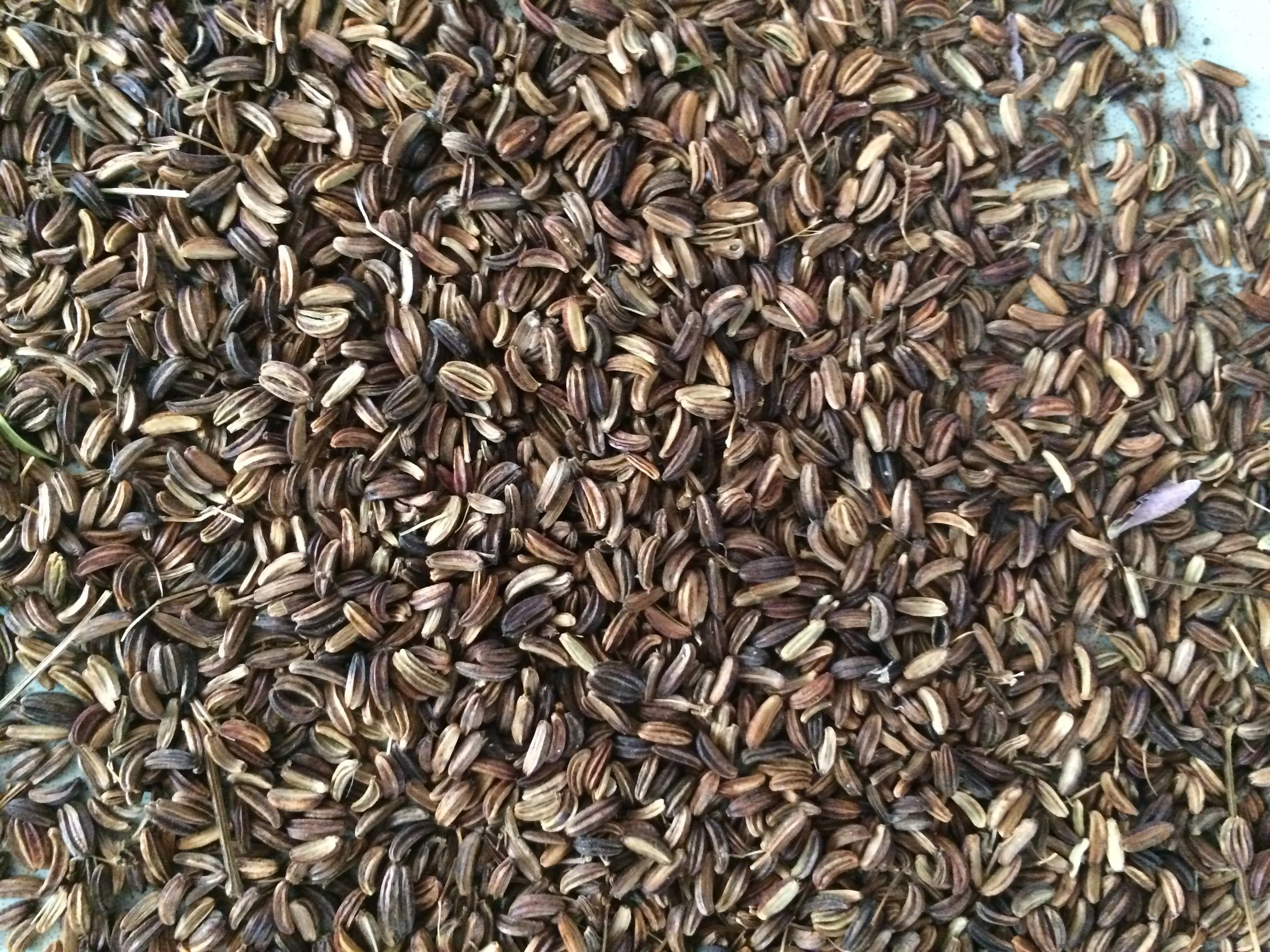 Zizia aurea seed (1).JPG