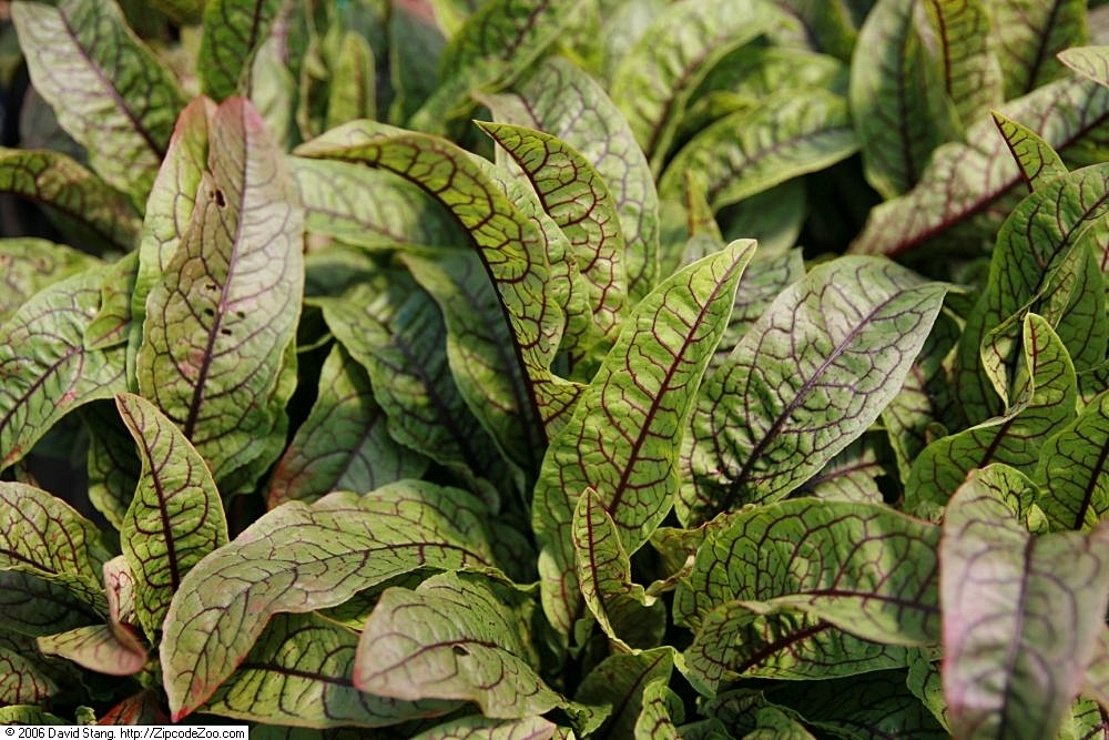 Rumex_sanguineus_2zz.jpg