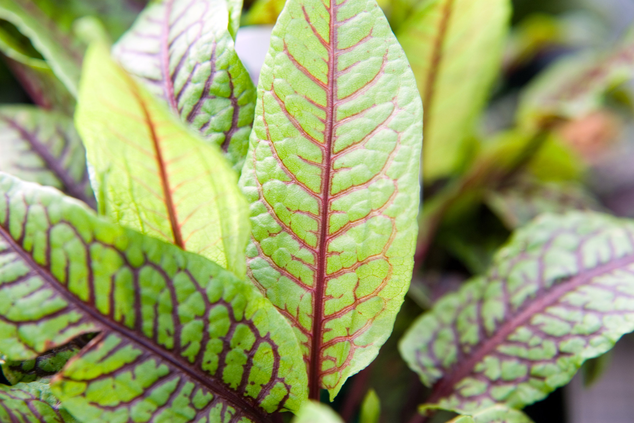 Rumex_sanguineus_5zz.jpg