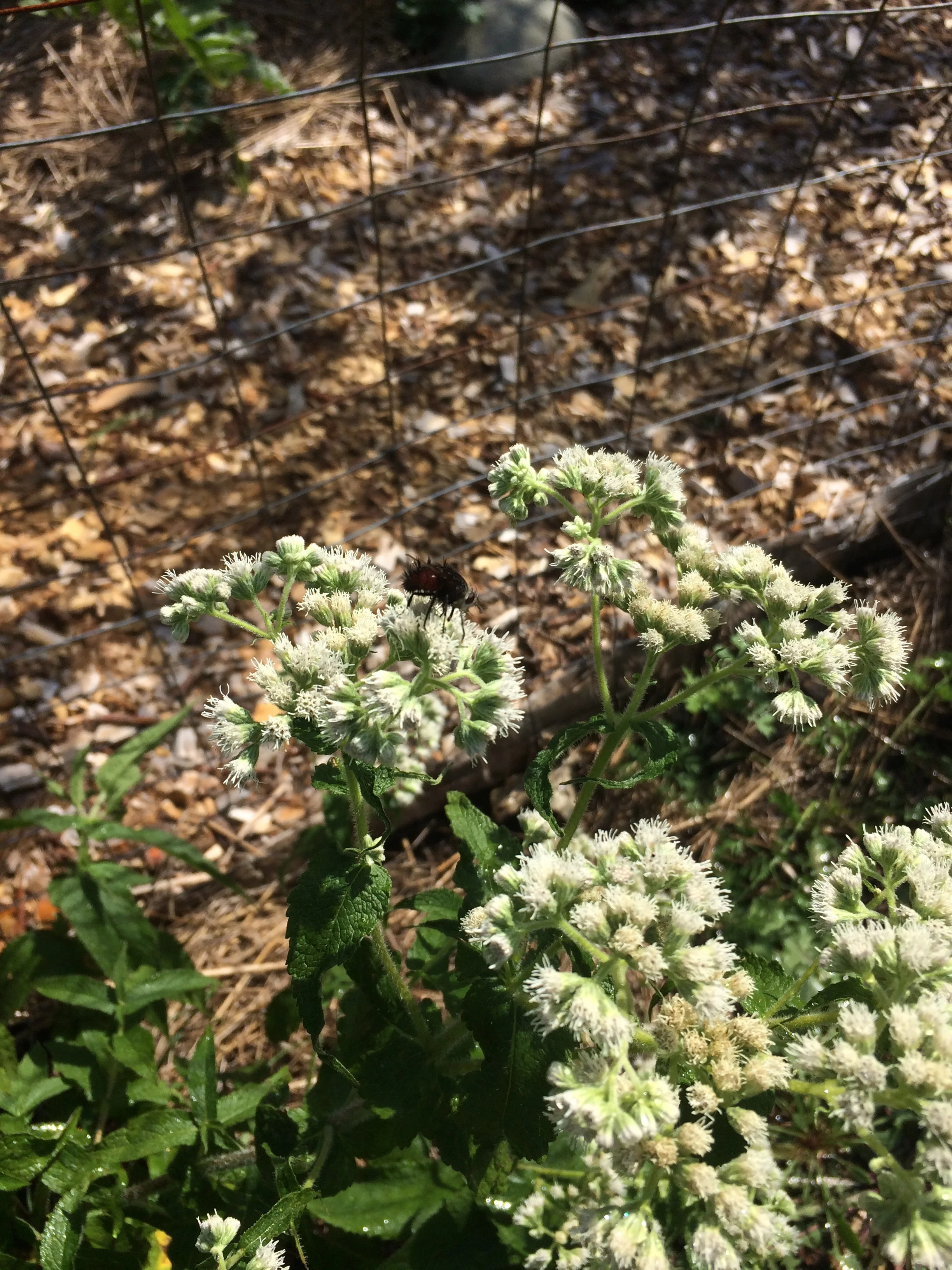 eupatorium perfoliatum.JPG