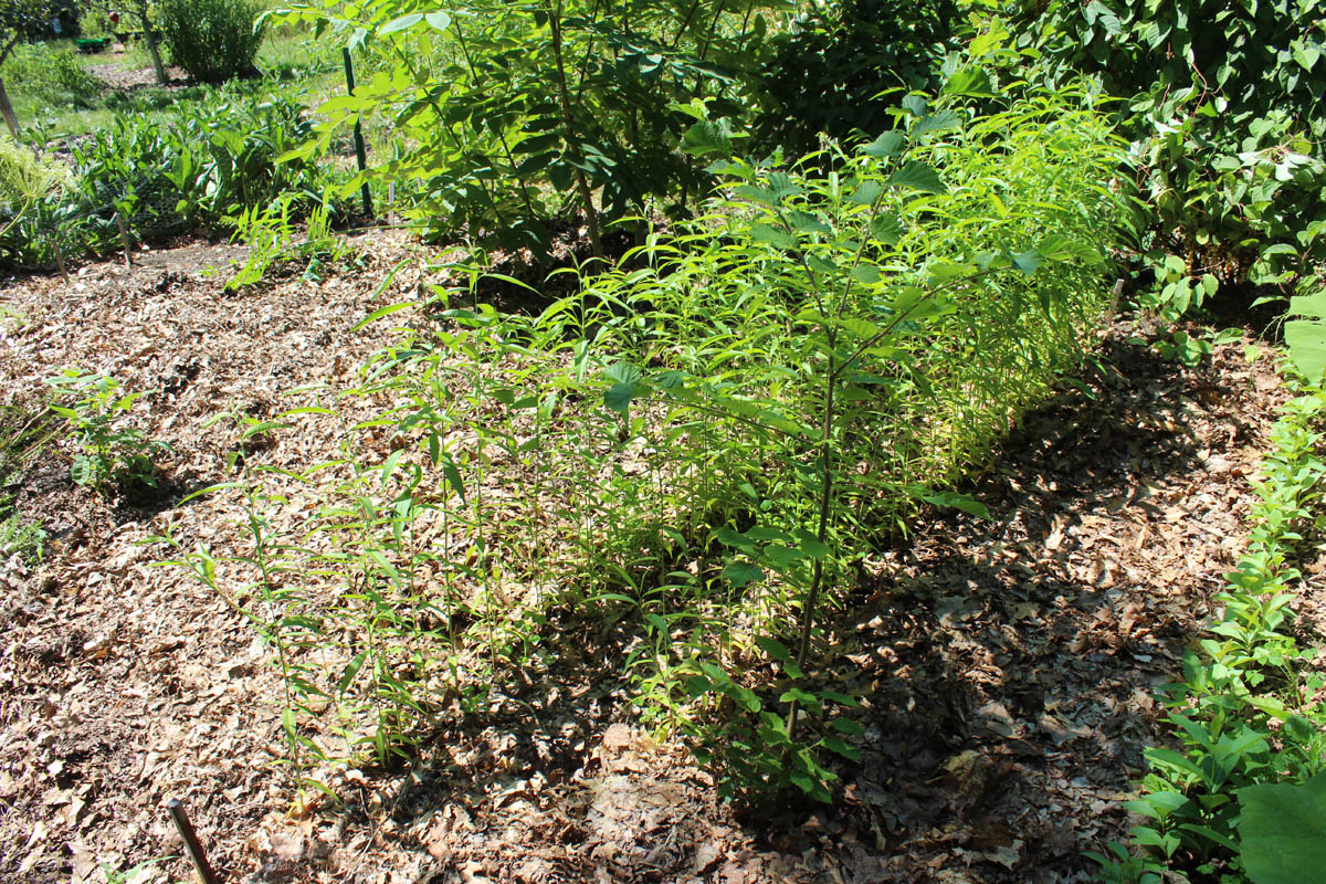 prunus persica madison seedlingssm.jpg