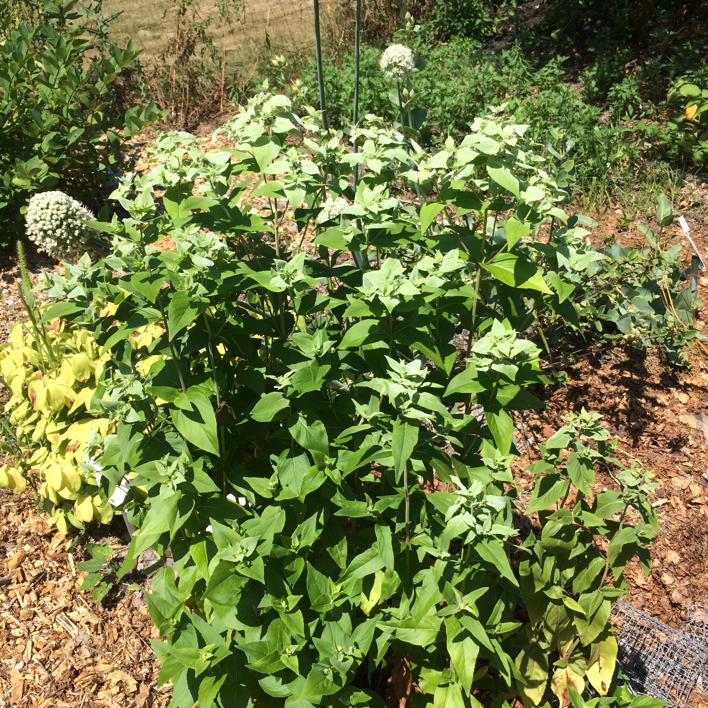 pycnanthemum muticum (2).JPG