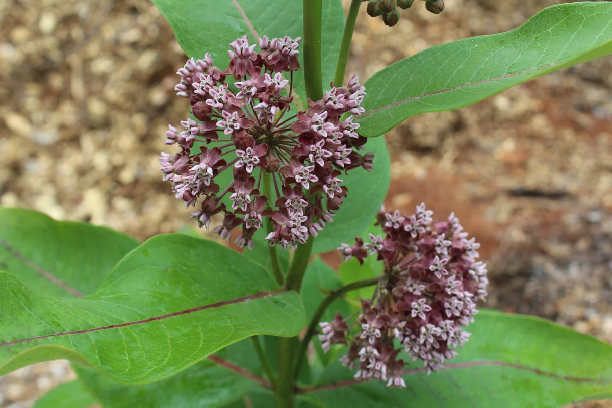 Asclepias syriaca (4)sm.jpg