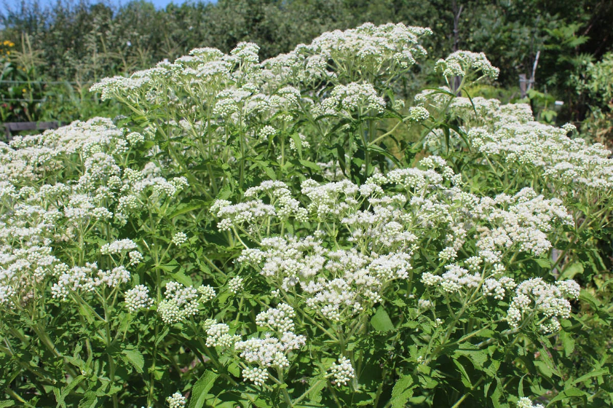 Eupatorium perfoliatum (1)sm.jpg