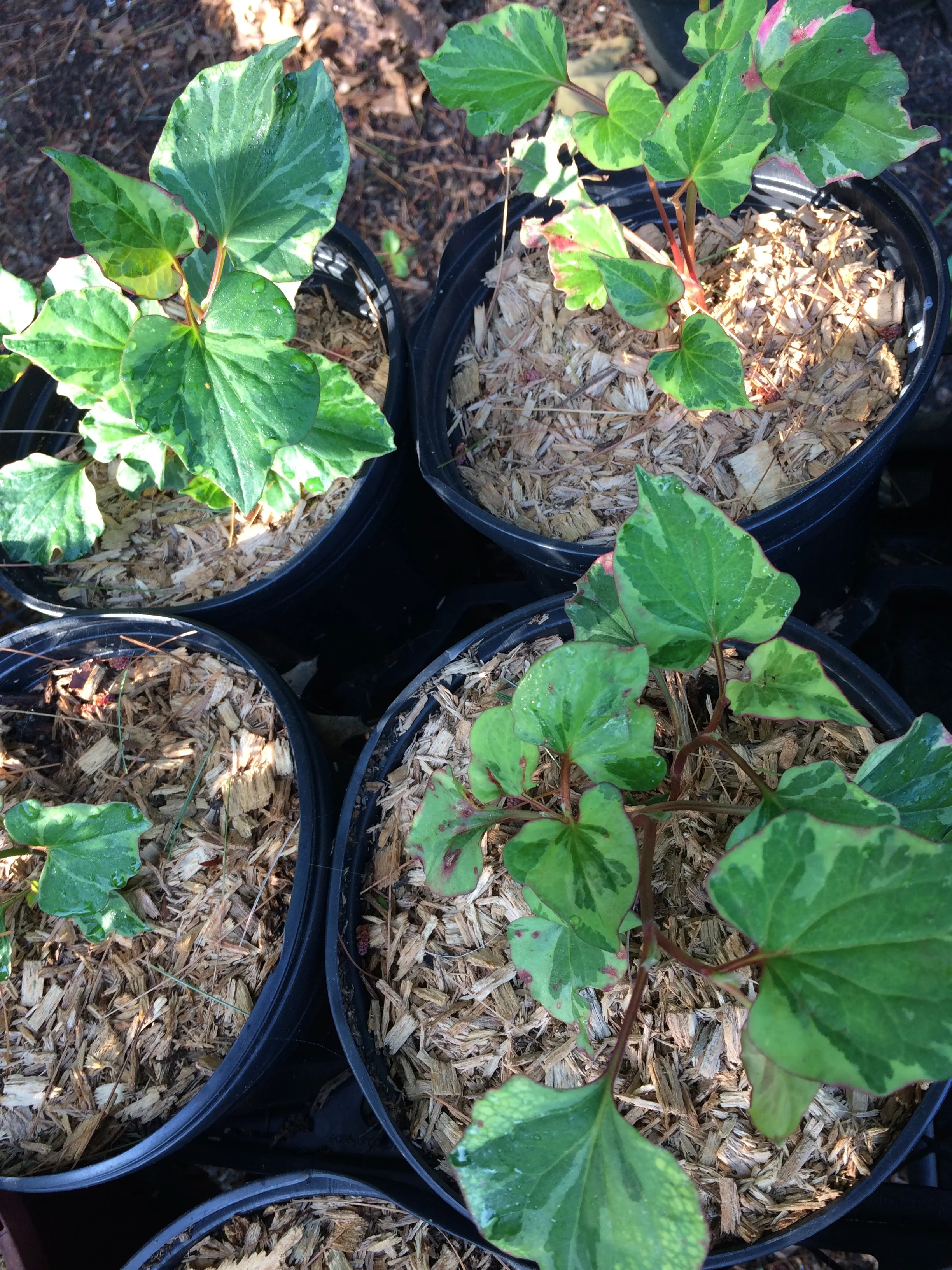 houttuynia cordata chameleon.JPG