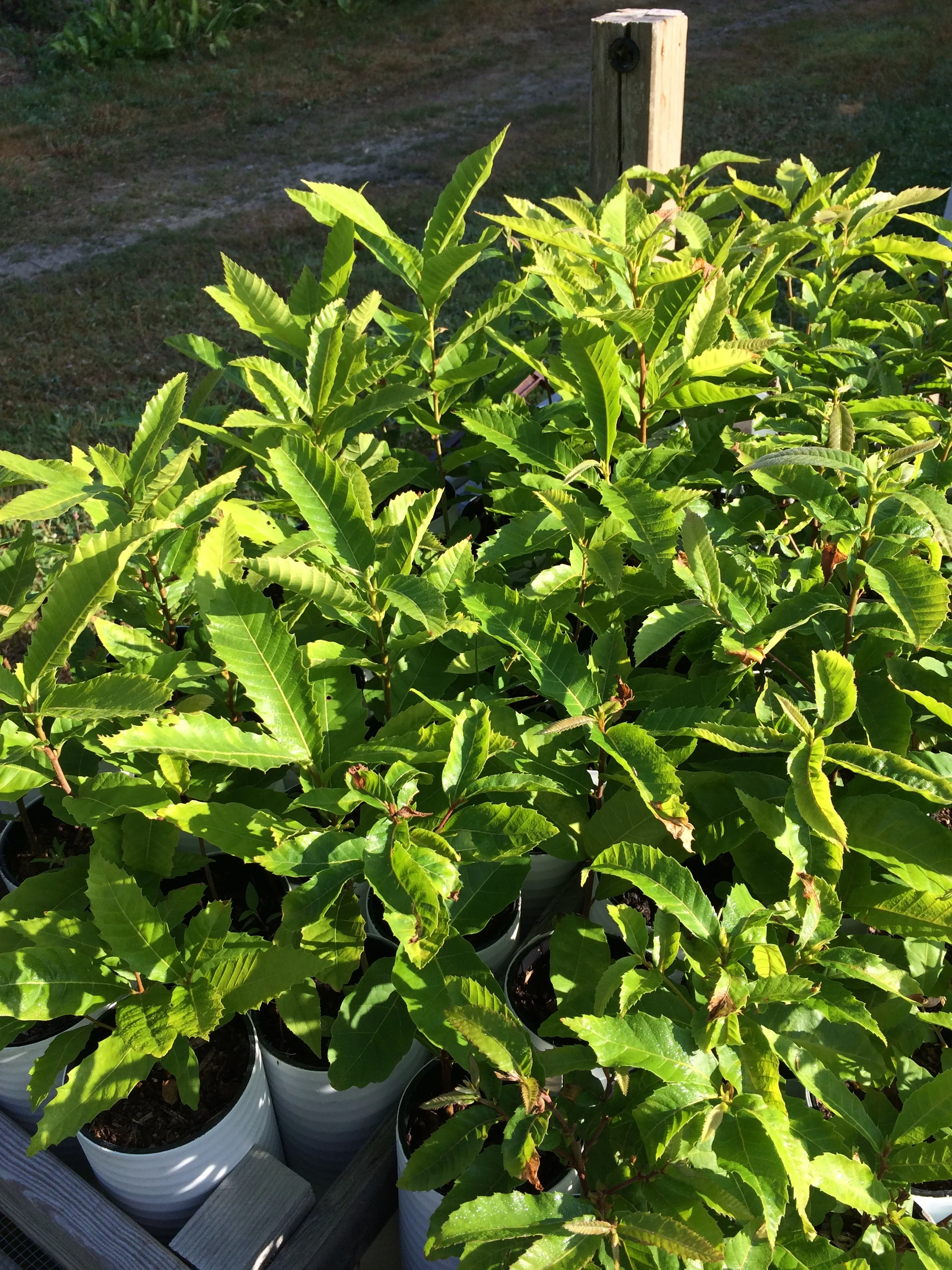 castanea seedlings.JPG