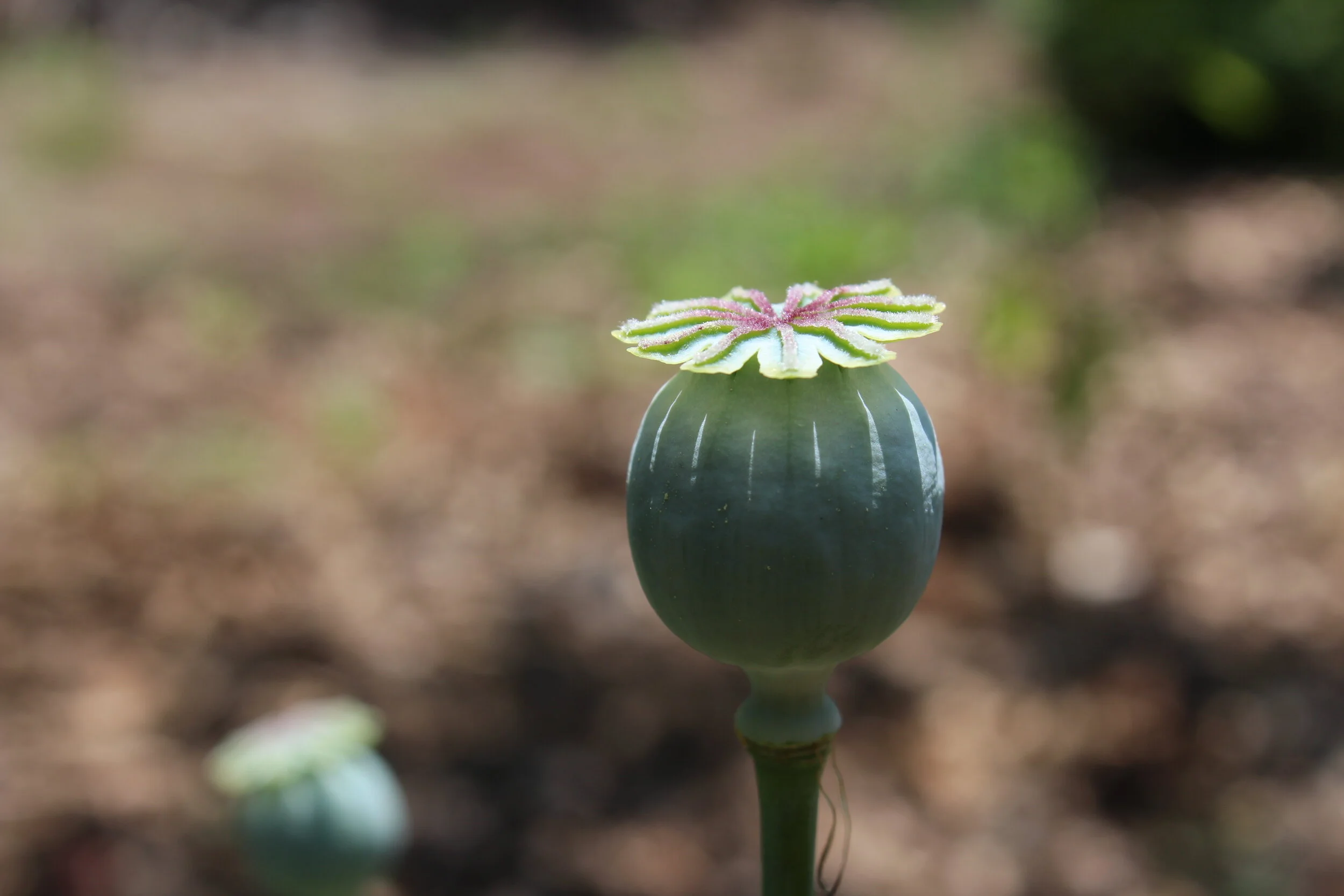 Papivar somniferum petes (3).JPG