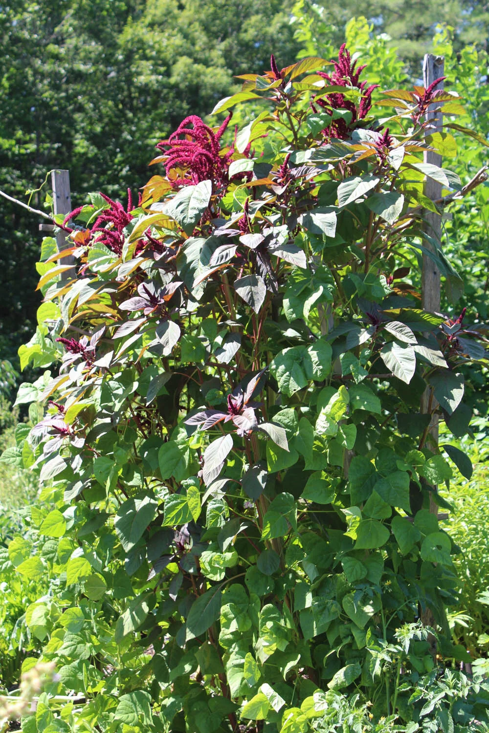 Amaranthus cruentus Opopeo.jpg
