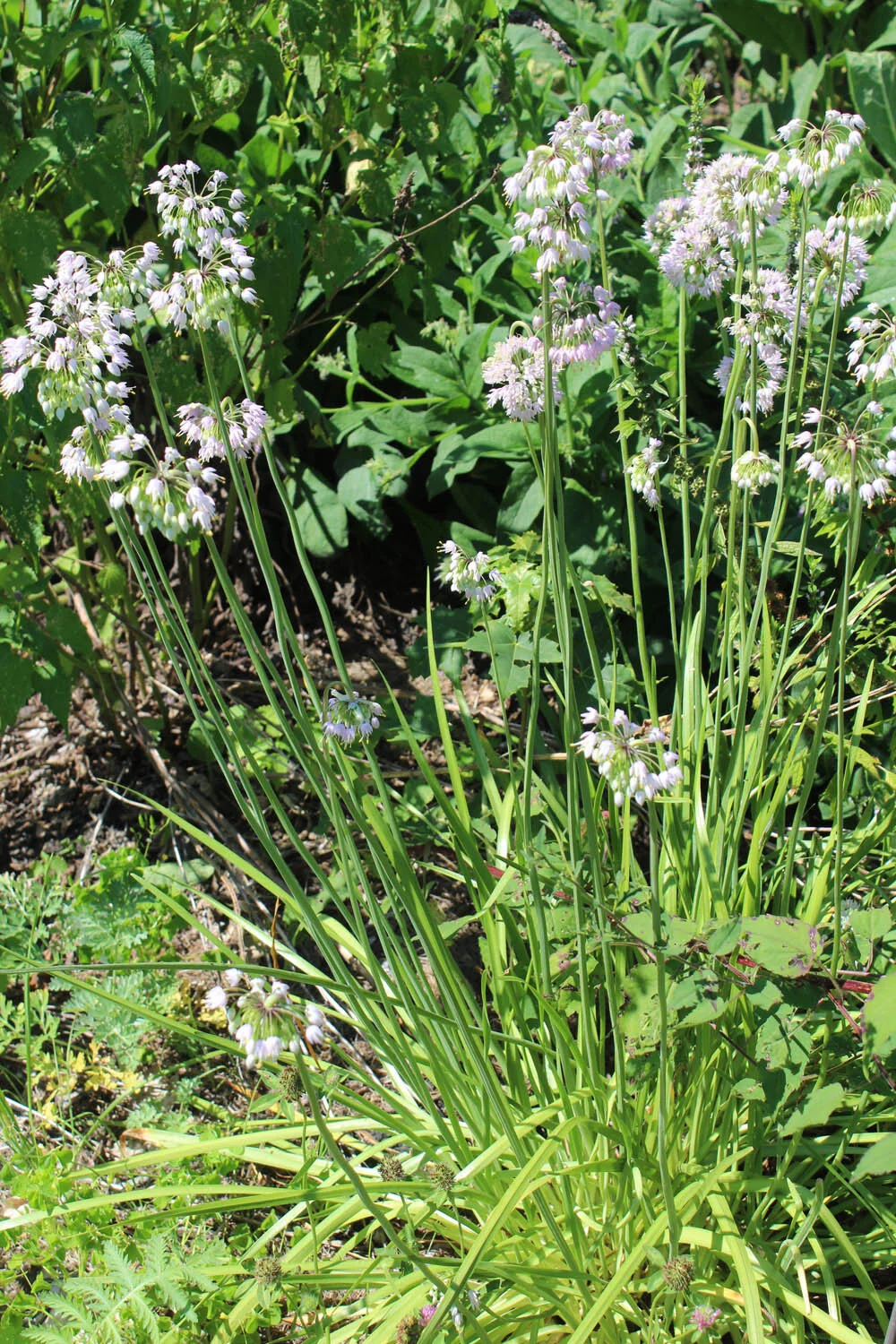 Allium cernuum (1).jpg