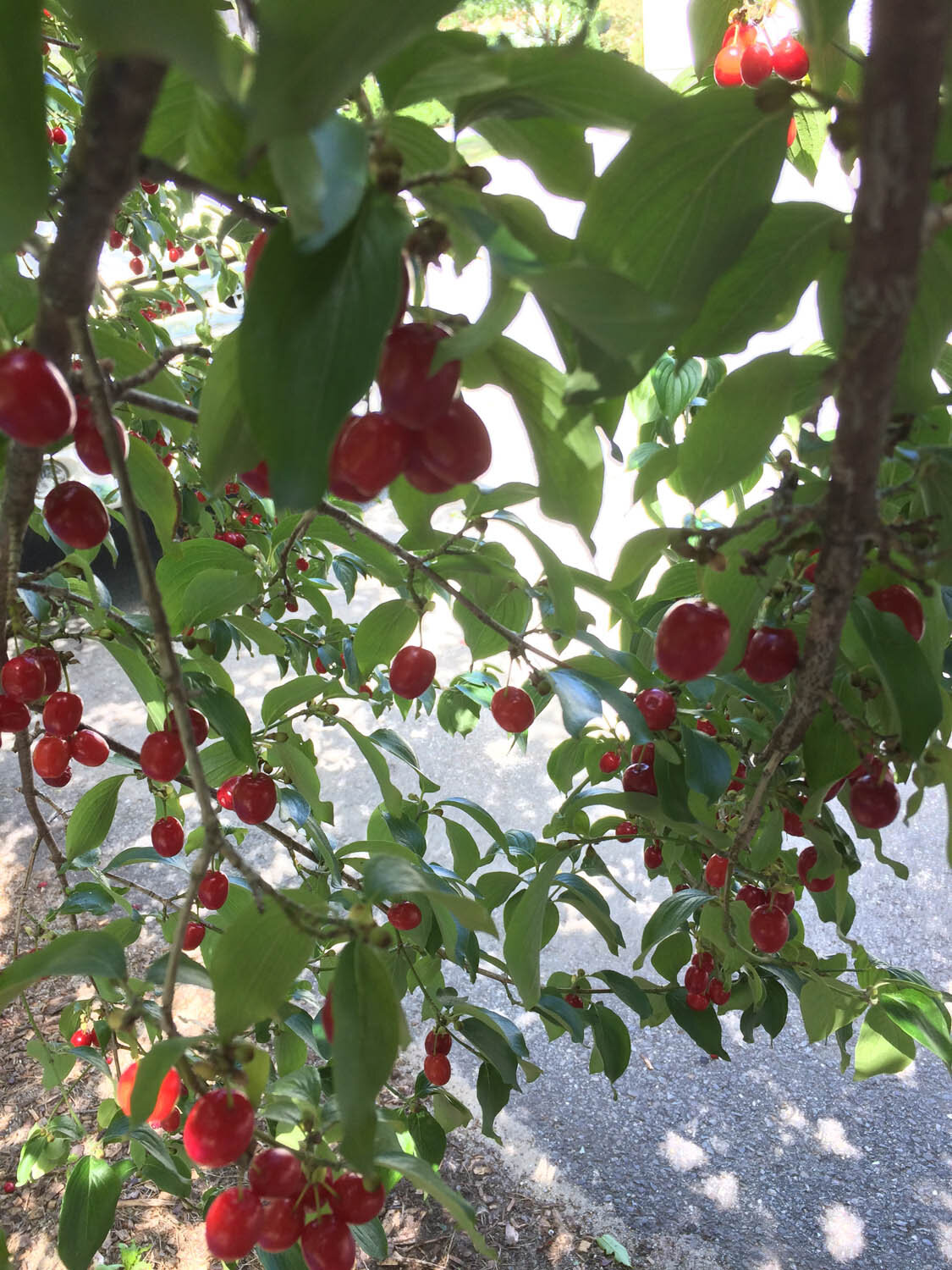 cornus mas (1).jpg