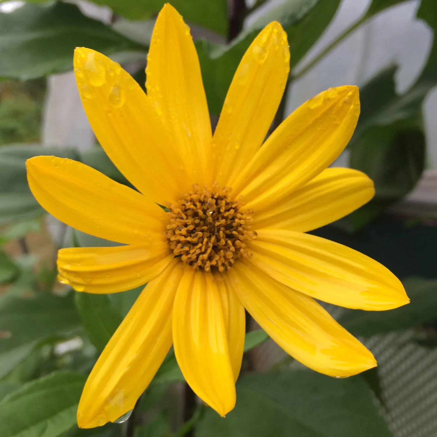 Helianthus tuberosus Nadhodka bloom.jpg