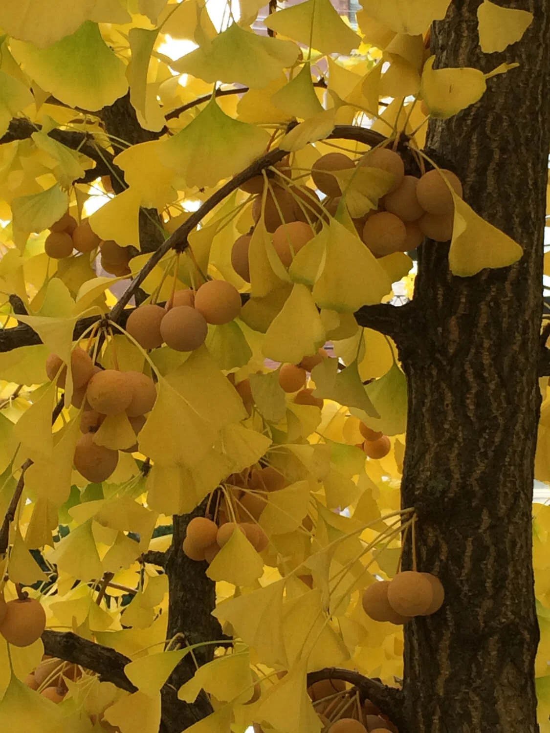 Ginkgo biloba (3).jpg