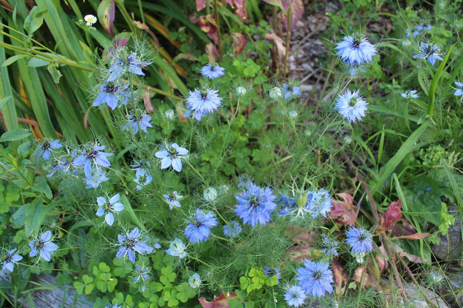 Nigella damascena 1 (6).jpg
