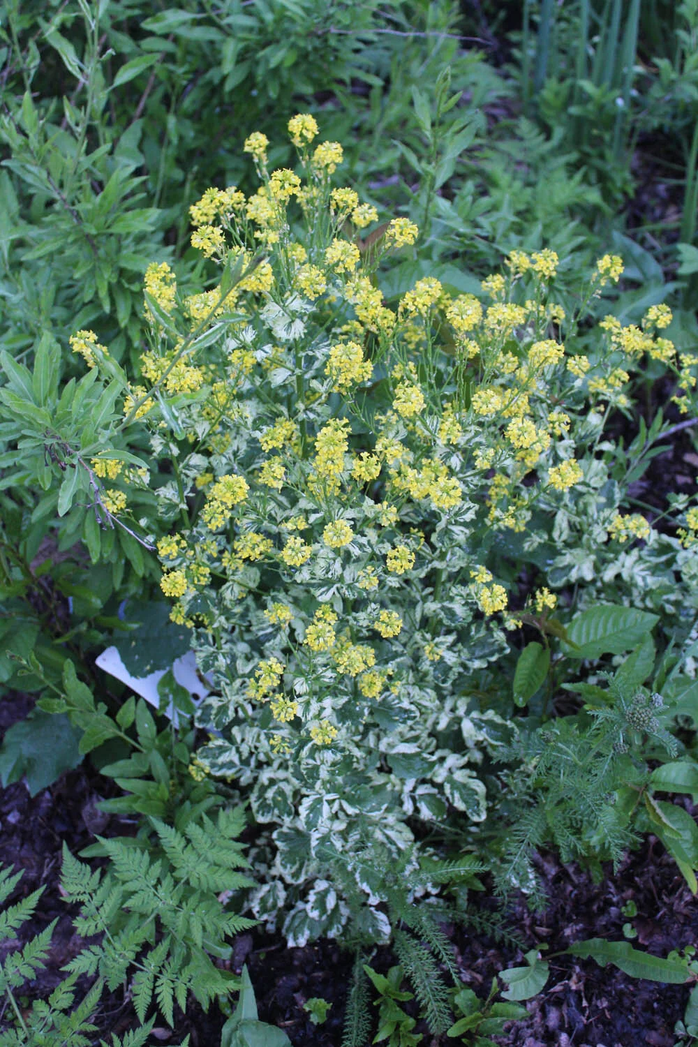 barbarea vulgaris variegata.jpg