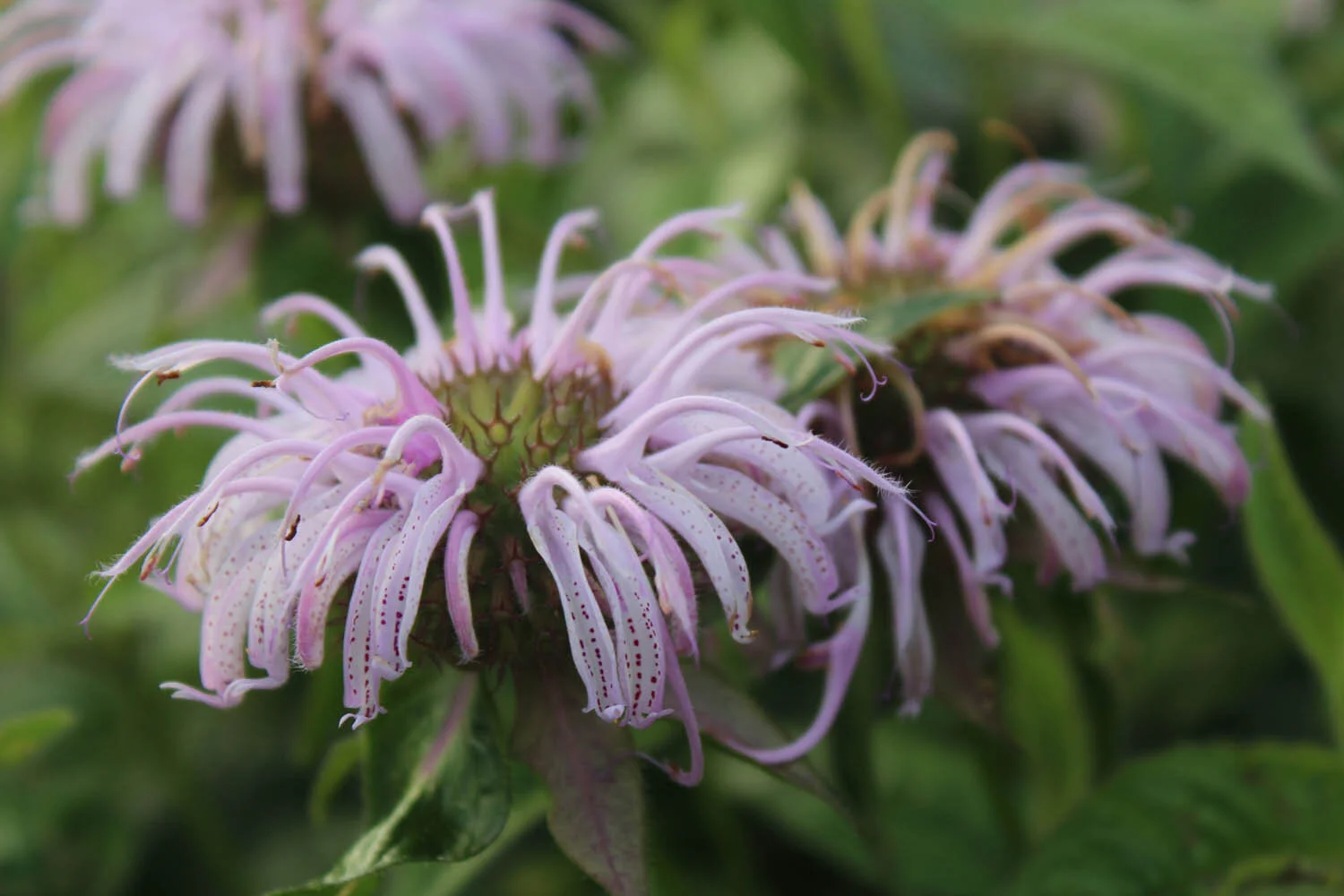 monarda bradburiana (1).jpg